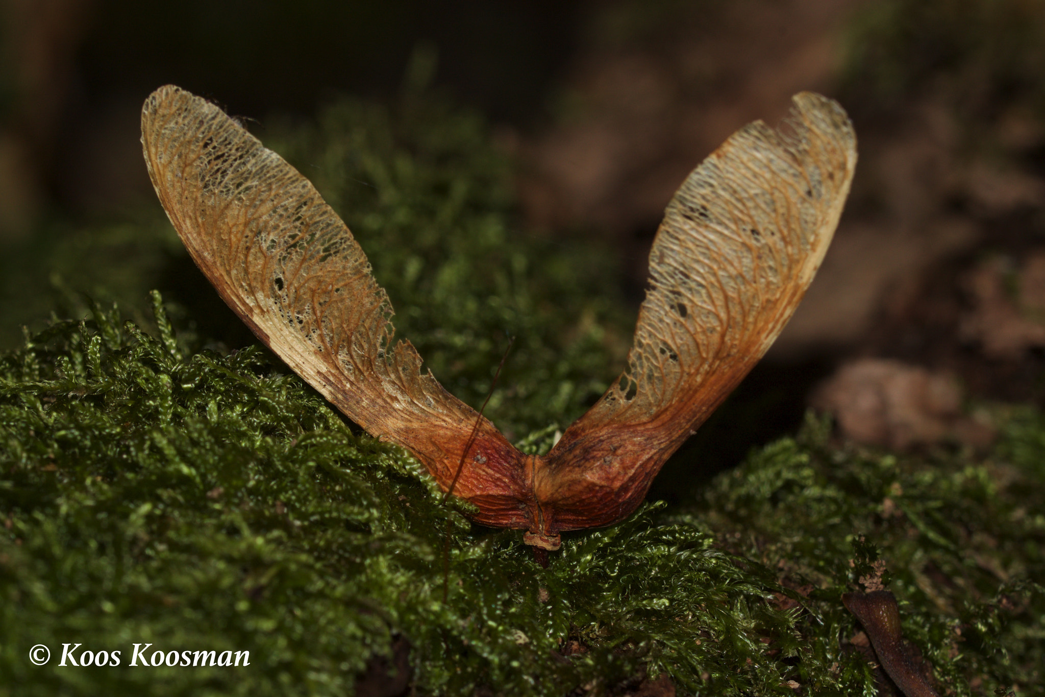 Canon EF 100-400mm F4.5-5.6L IS USM sample photo. Dead leaf photography