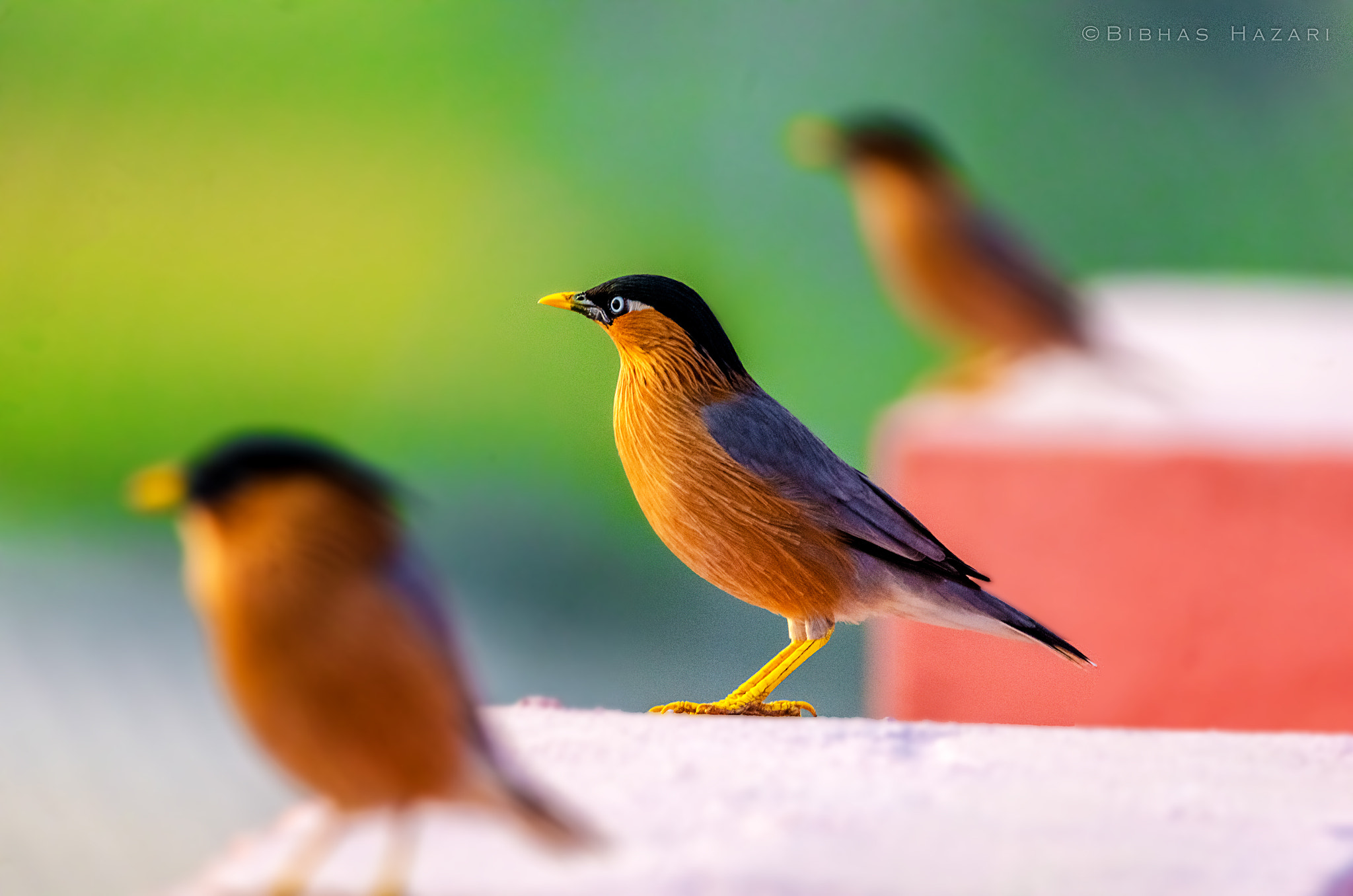 Sigma 150-600mm F5-6.3 DG OS HSM | C sample photo. Brahminy starling photography