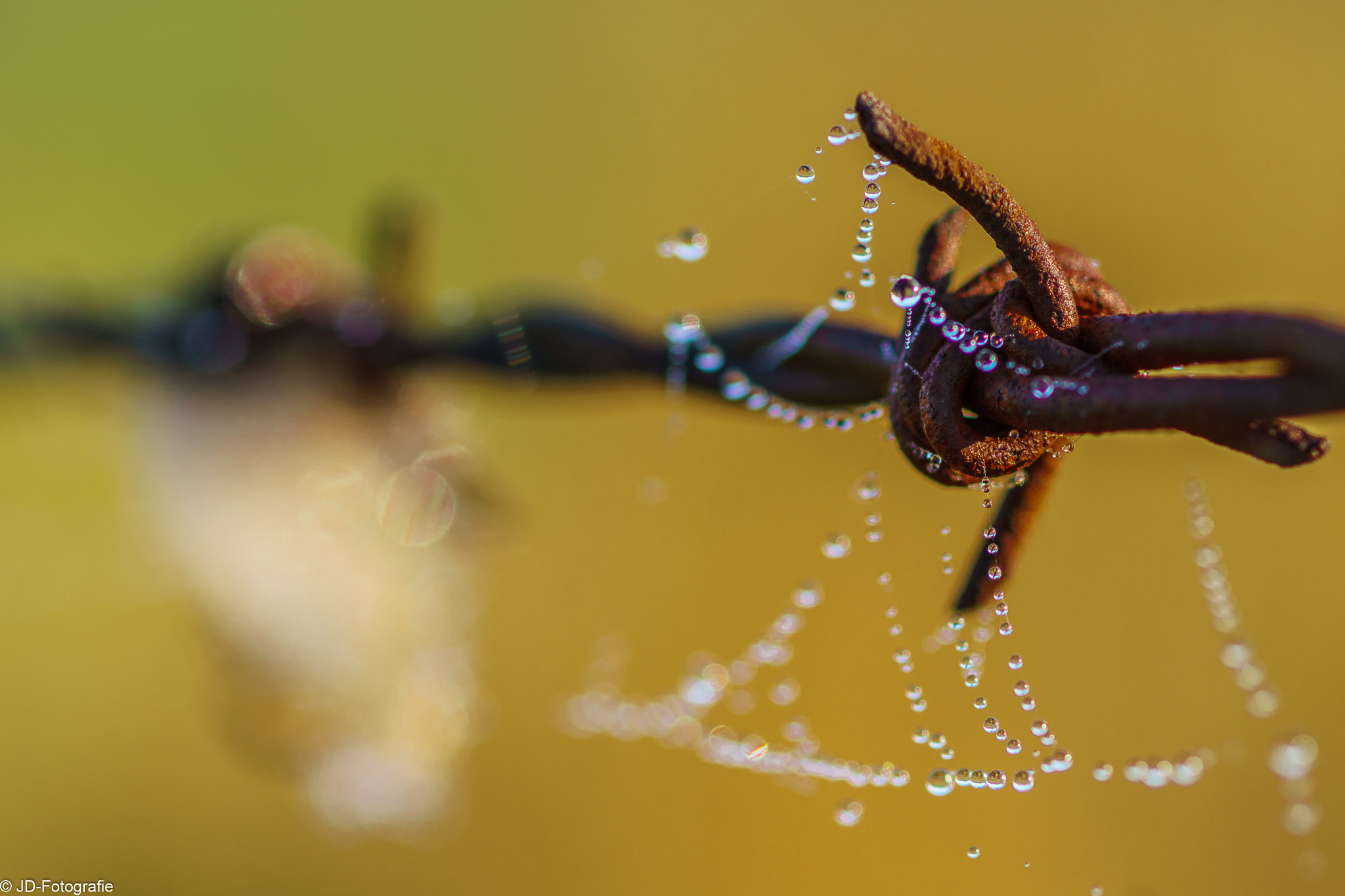 Sony ILCA-77M2 + Sony 100mm F2.8 Macro sample photo. Morgentau am stacheldraht photography