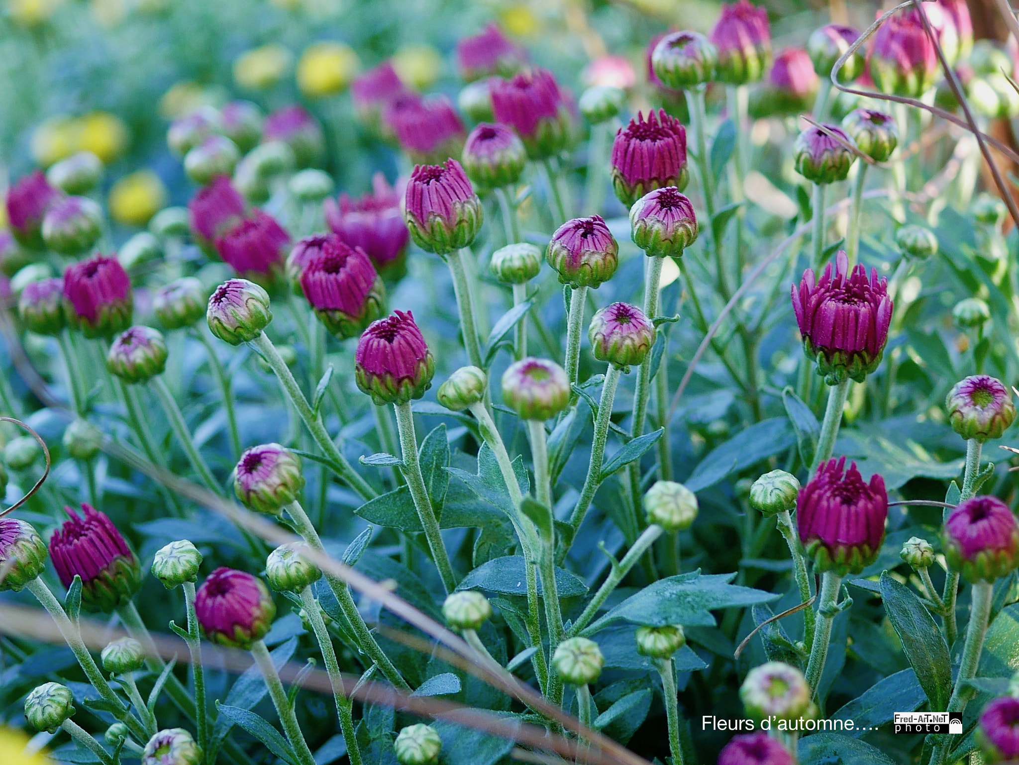 Panasonic DMC-G70 + Panasonic Lumix G Macro 30mm F2.8 ASPH Mega OIS sample photo. F de saison... photography