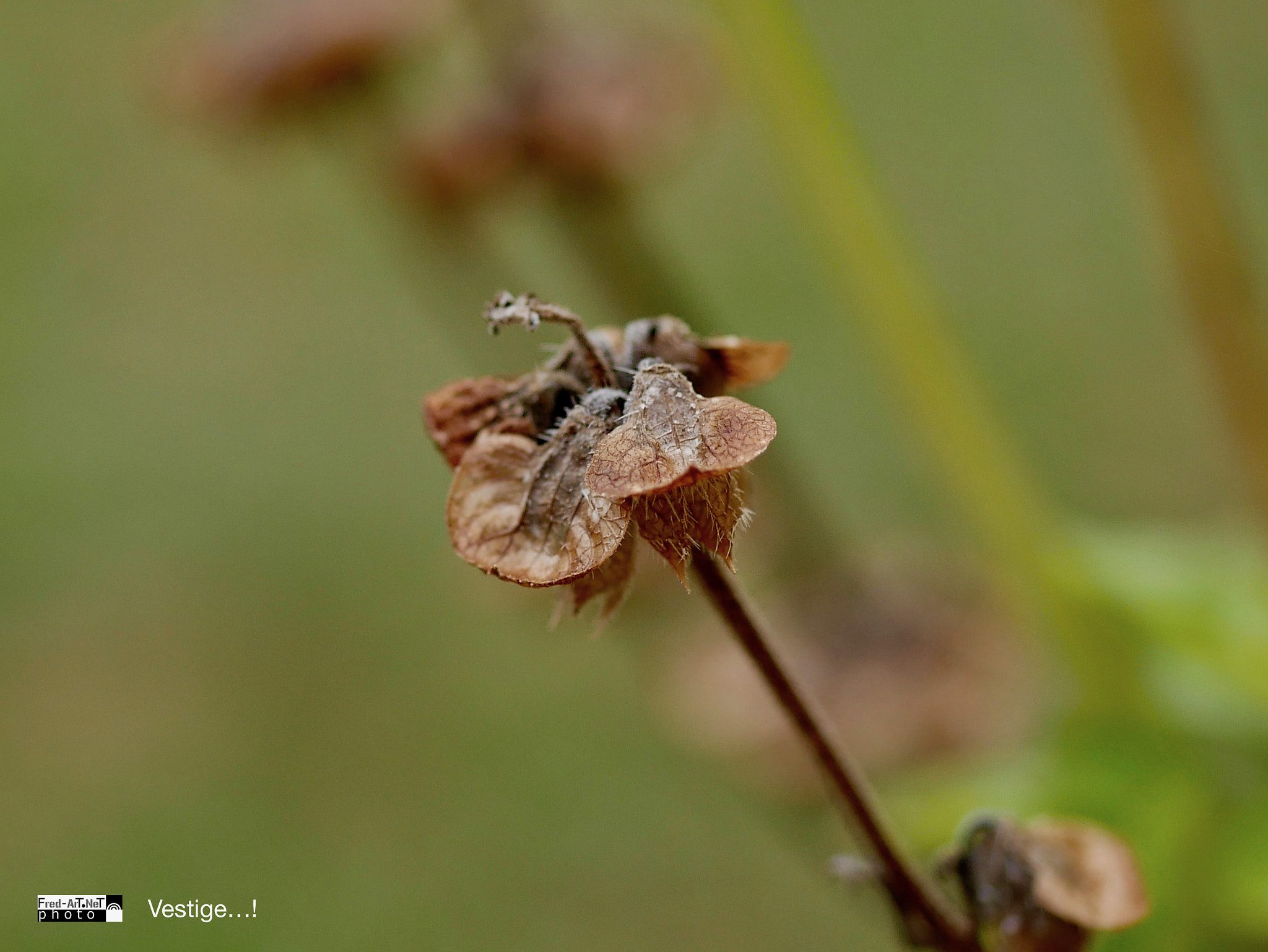 Panasonic Lumix G Macro 30mm F2.8 ASPH Mega OIS sample photo. Vestige! photography
