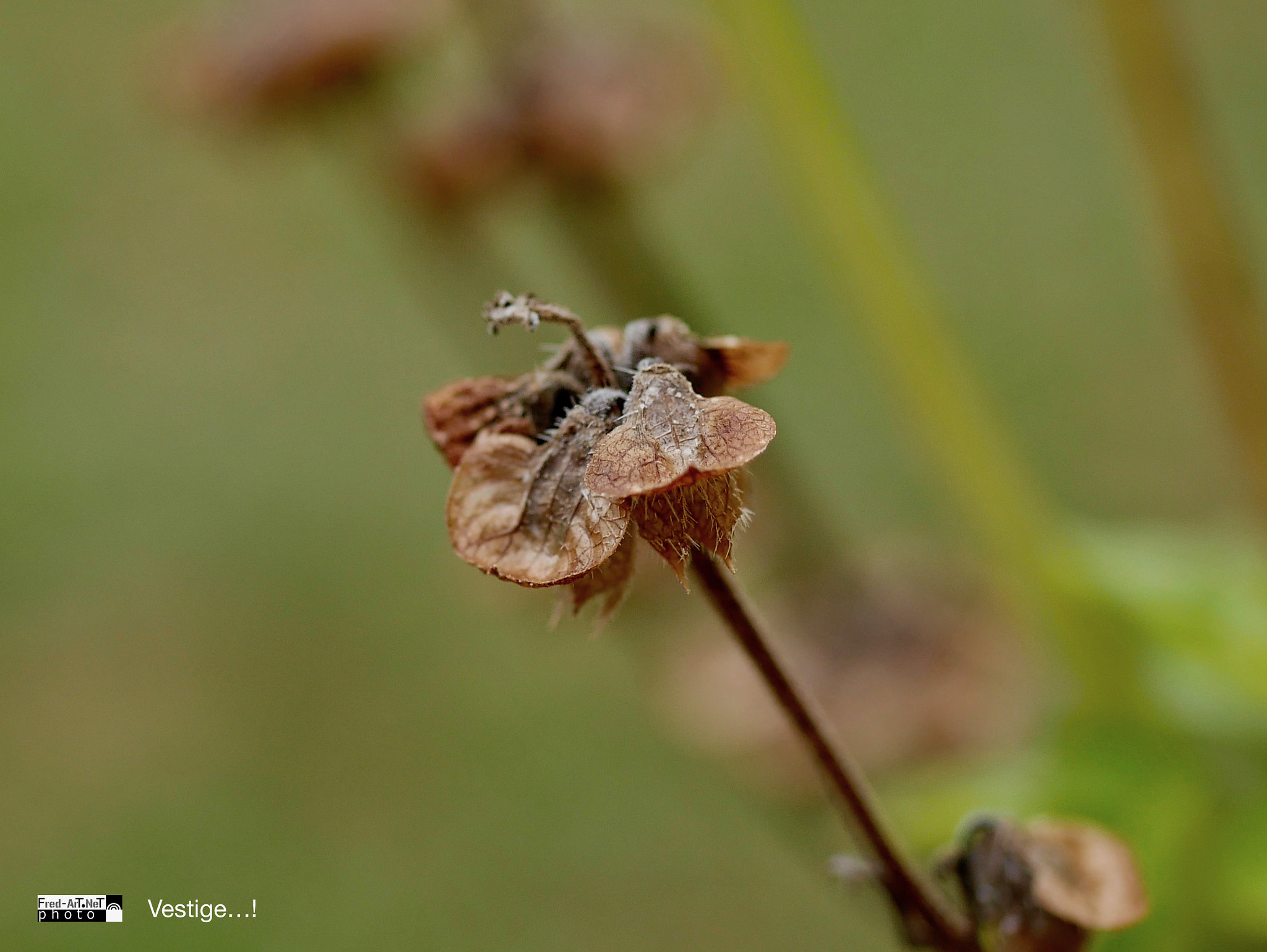 Panasonic DMC-G70 + Panasonic Lumix G Macro 30mm F2.8 ASPH Mega OIS sample photo. Vestige! photography