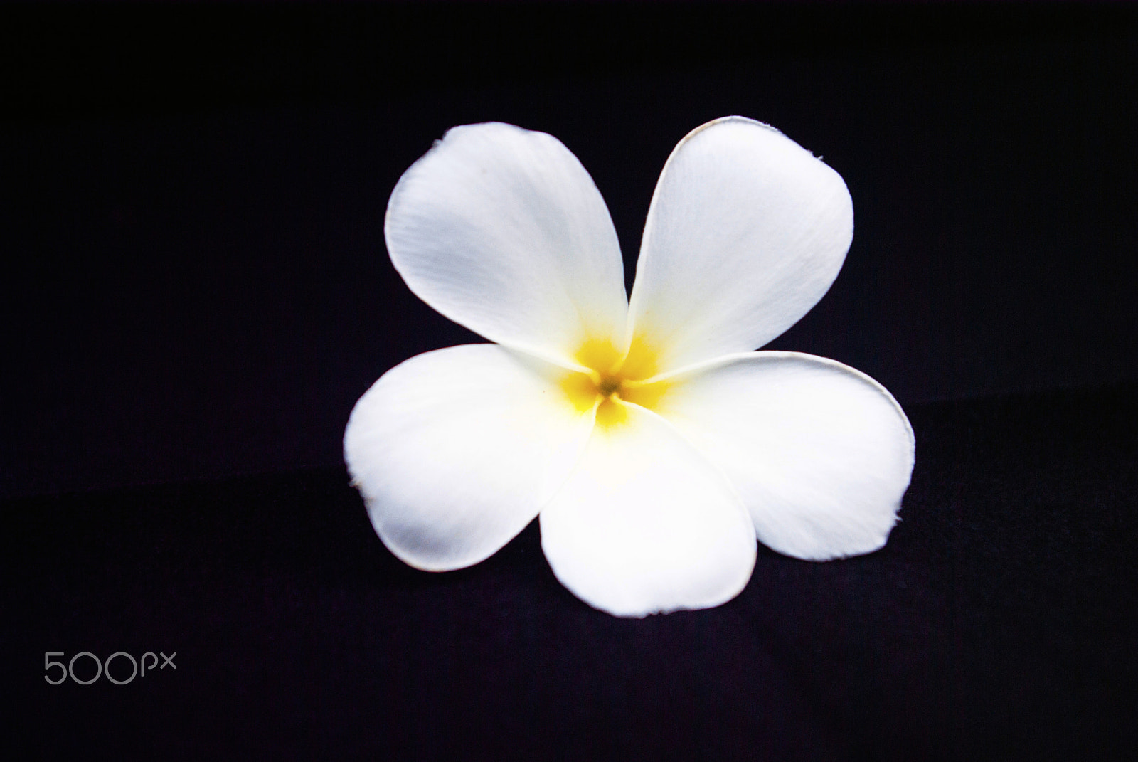 Samsung GX-10 sample photo. Plumeria white and black background photography