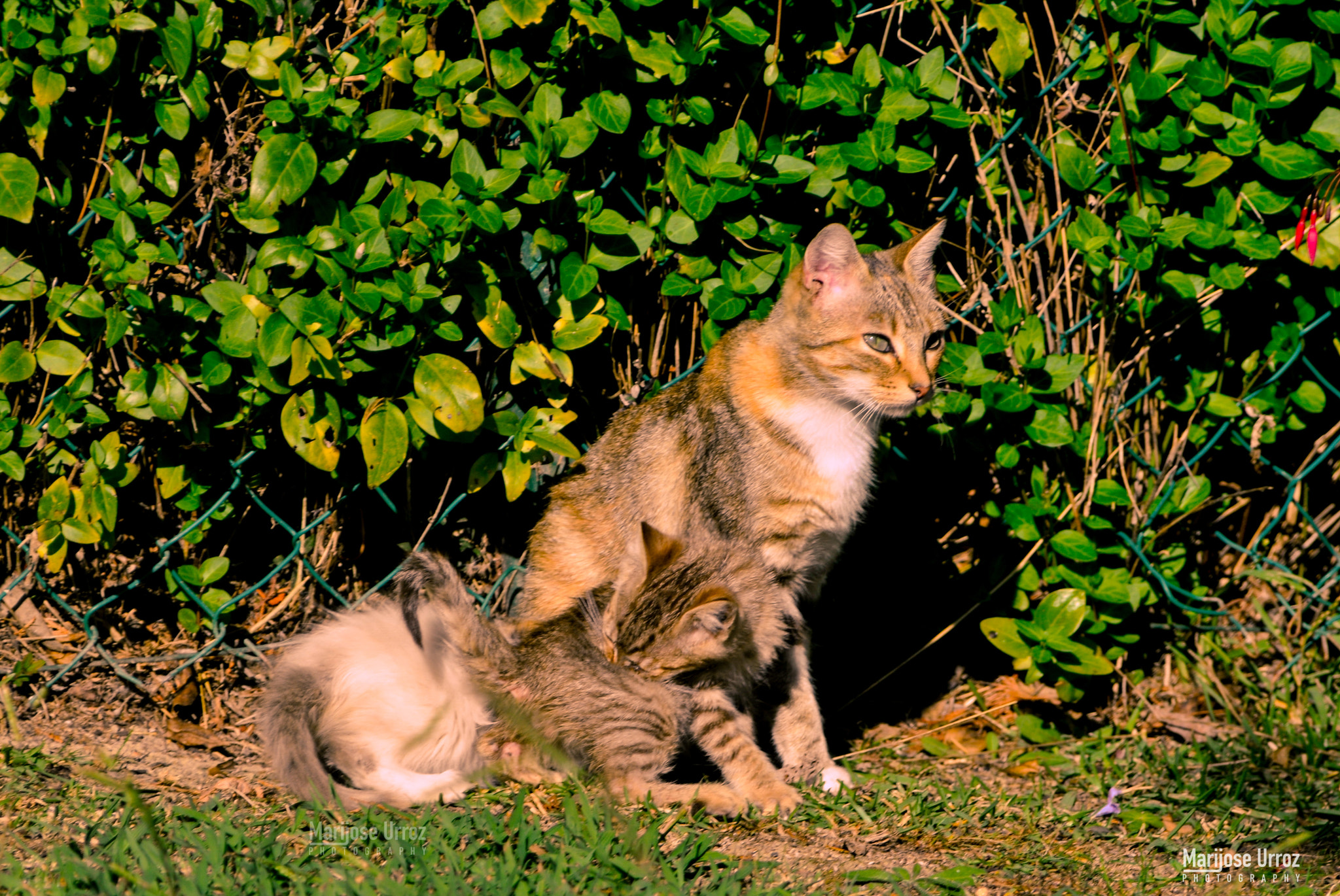 Nikon D300 sample photo. Mon photography