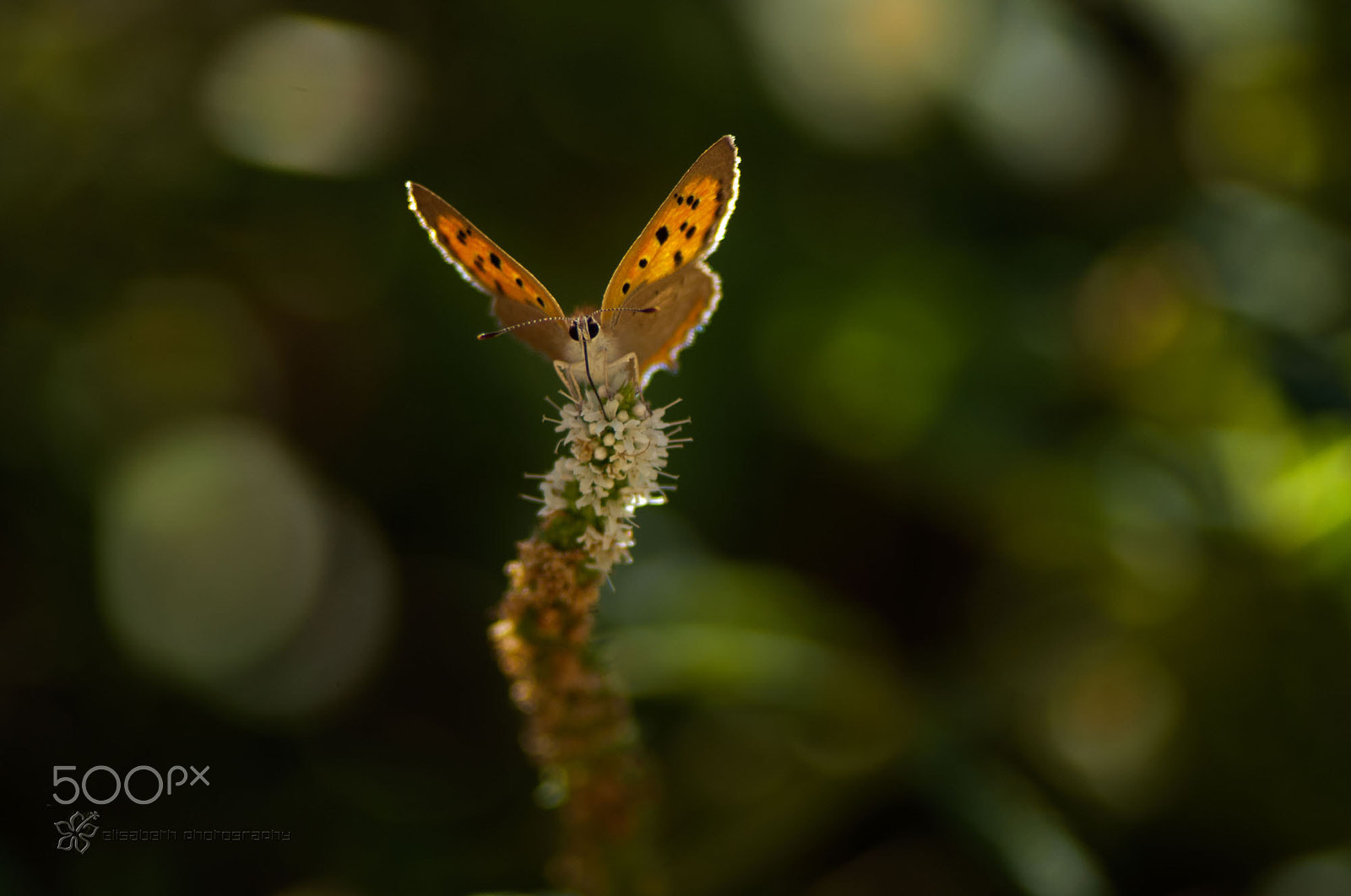 Nikon D300S sample photo. Problems are not stop signs, they are guidelines. photography