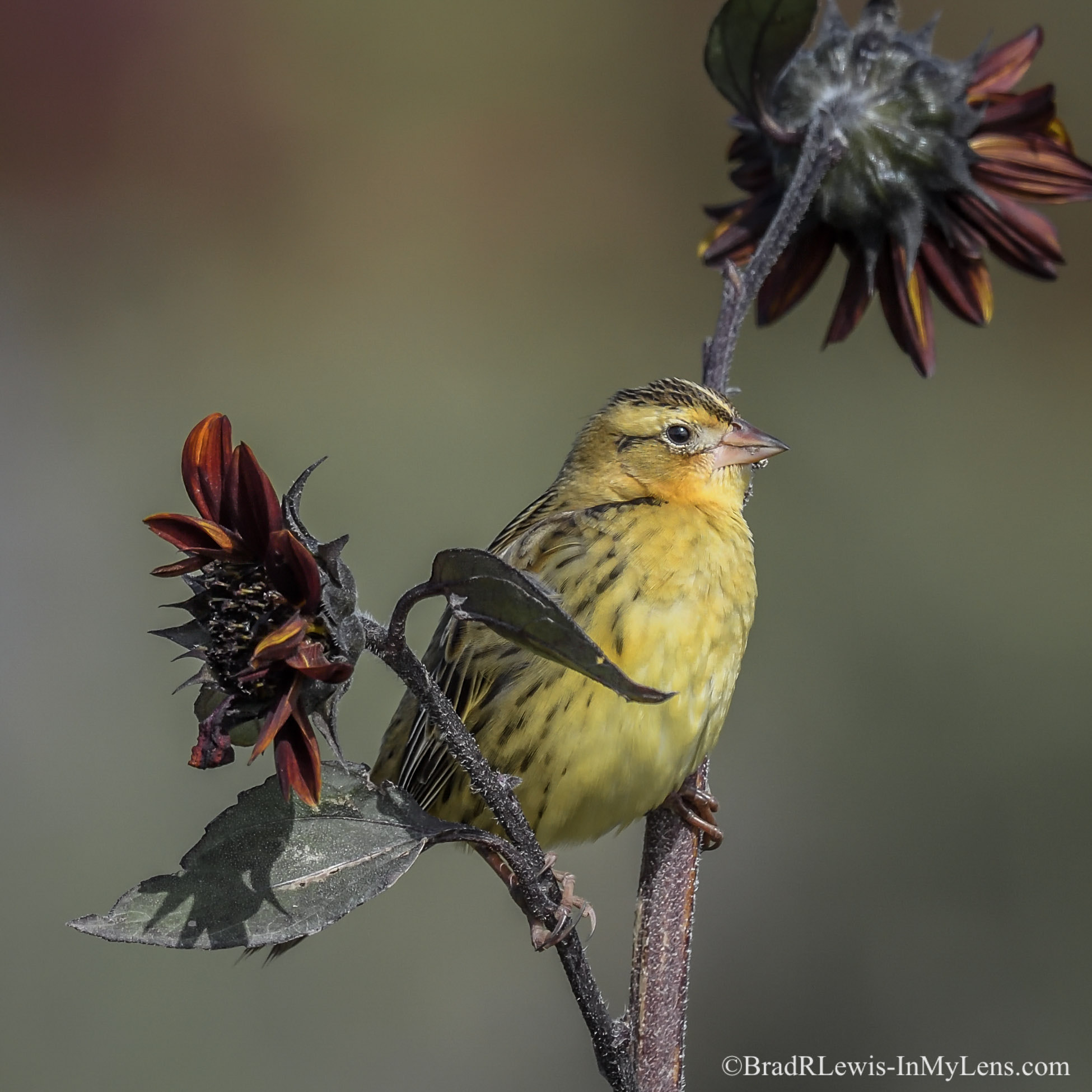 Nikon AF-S Nikkor 800mm F5.6E FL ED VR sample photo. Bobolink photography