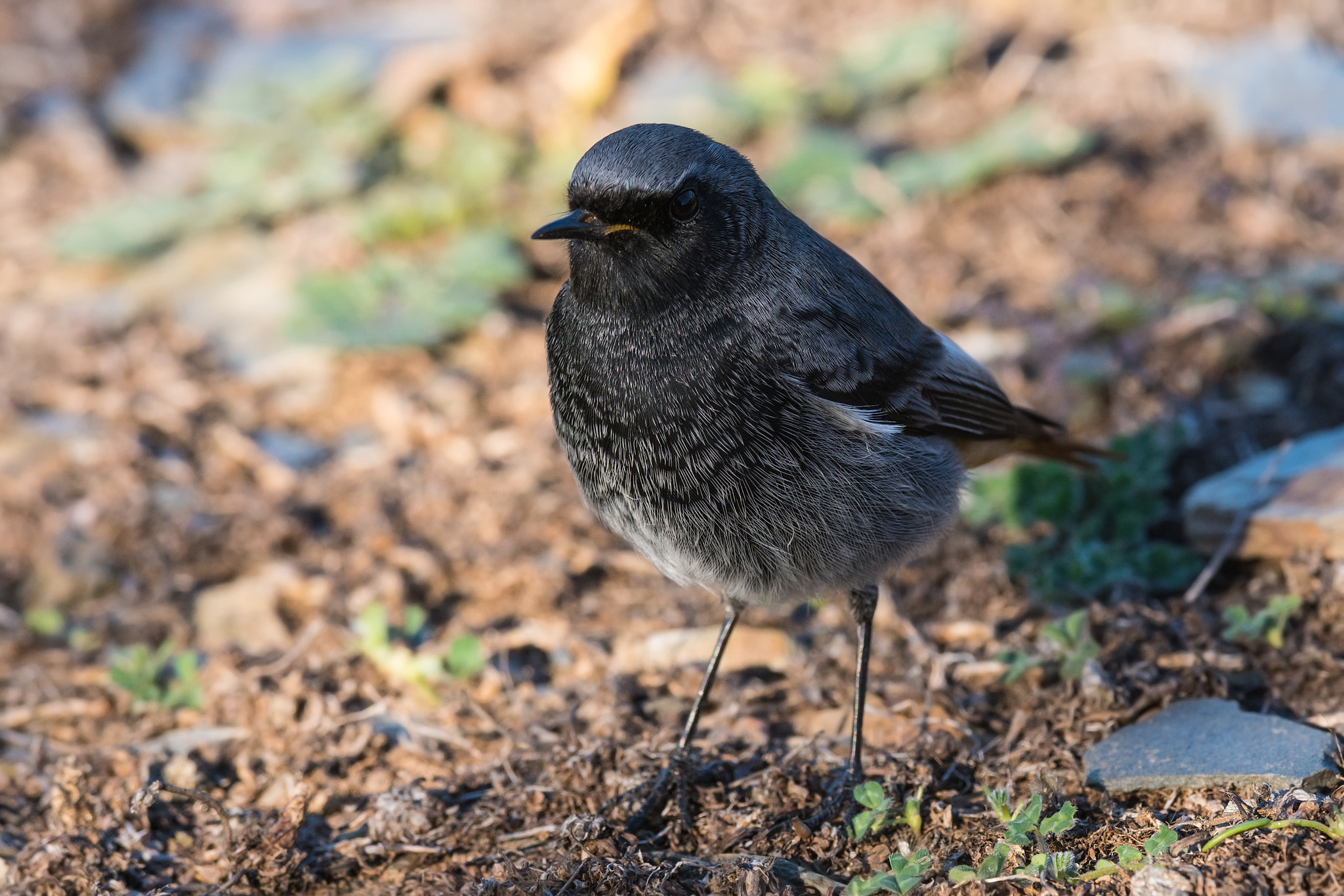 Sony ILCA-77M2 + Sony 300mm F2.8 G SSM II sample photo. Phoenicurus ochruros photography