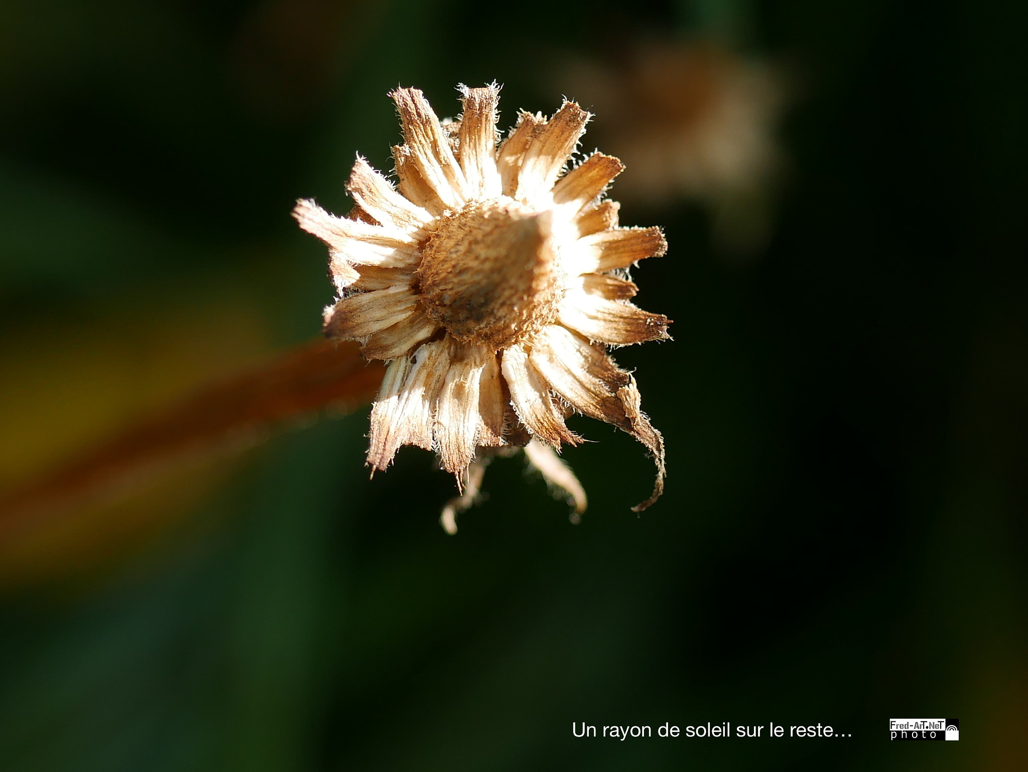 Panasonic Lumix G Macro 30mm F2.8 ASPH Mega OIS sample photo. 1 rayon de soleil.... photography