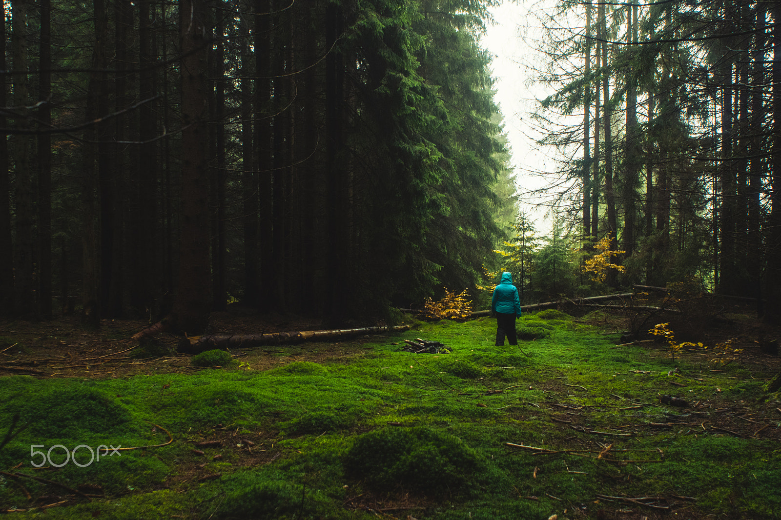 Nikon D7200 + Nikon AF Nikkor 20mm F2.8D sample photo. Green forest floor photography