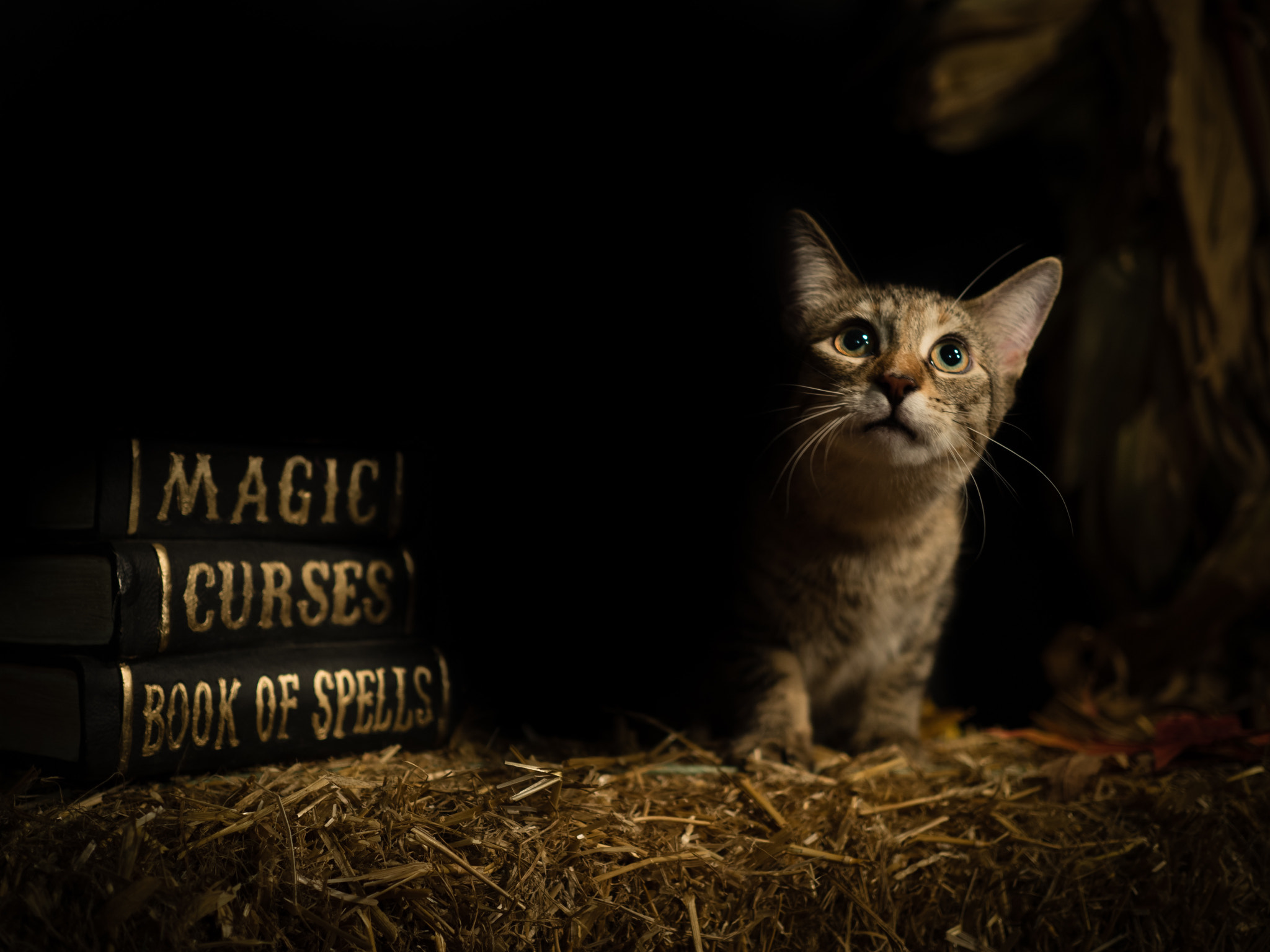 Olympus OM-D E-M5 II + Olympus M.Zuiko Digital 25mm F1.8 sample photo. Halloween cat photography