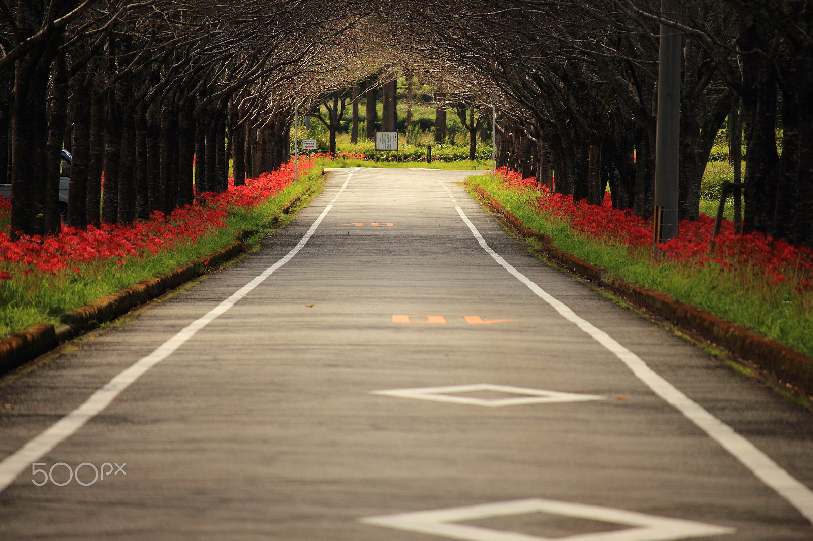 Canon EOS 700D (EOS Rebel T5i / EOS Kiss X7i) sample photo. Roadside flowers, red spider lilies photography
