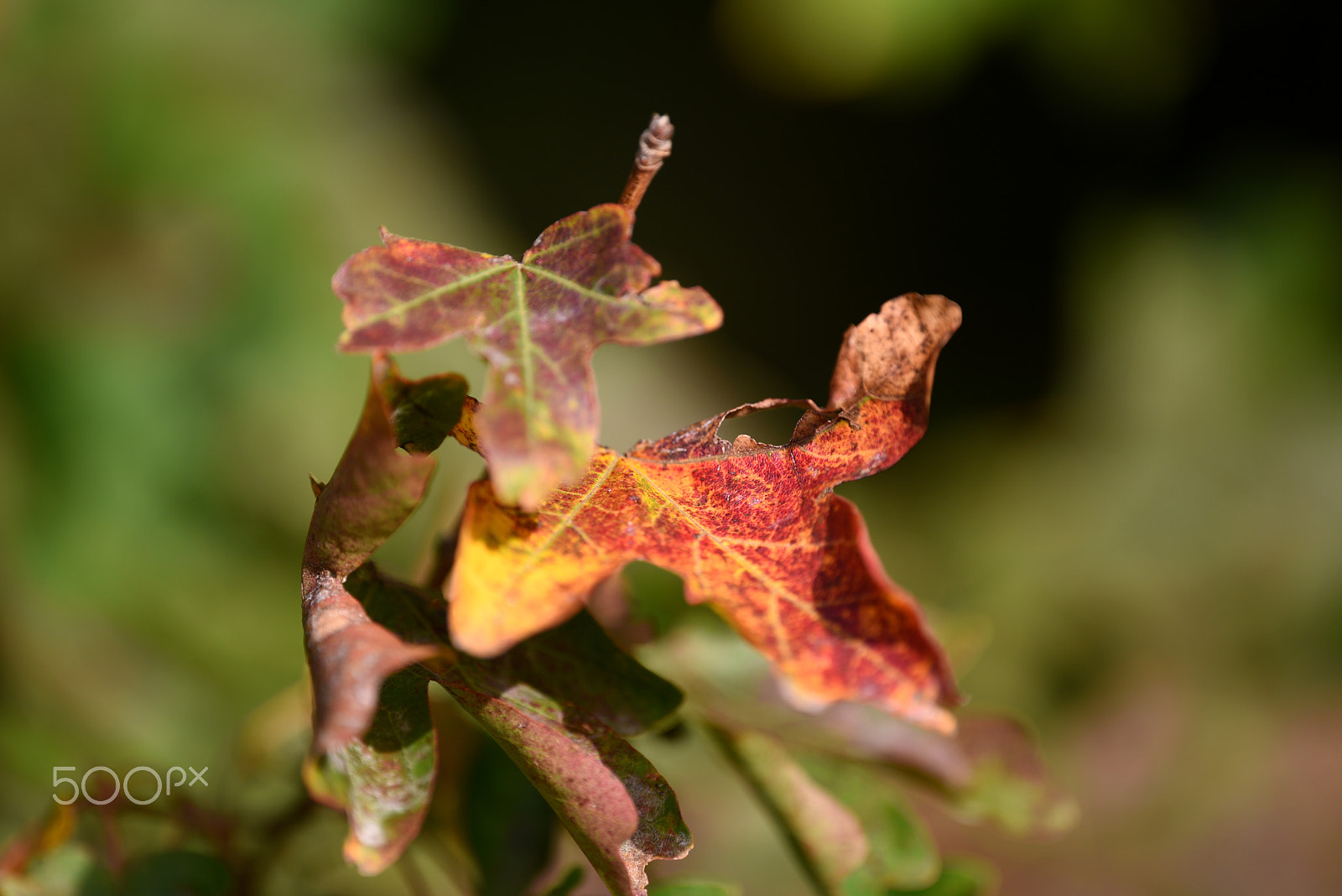 Nikon Nikkor AF-S 300mm F4E PF ED VR sample photo. Autumn colours photography