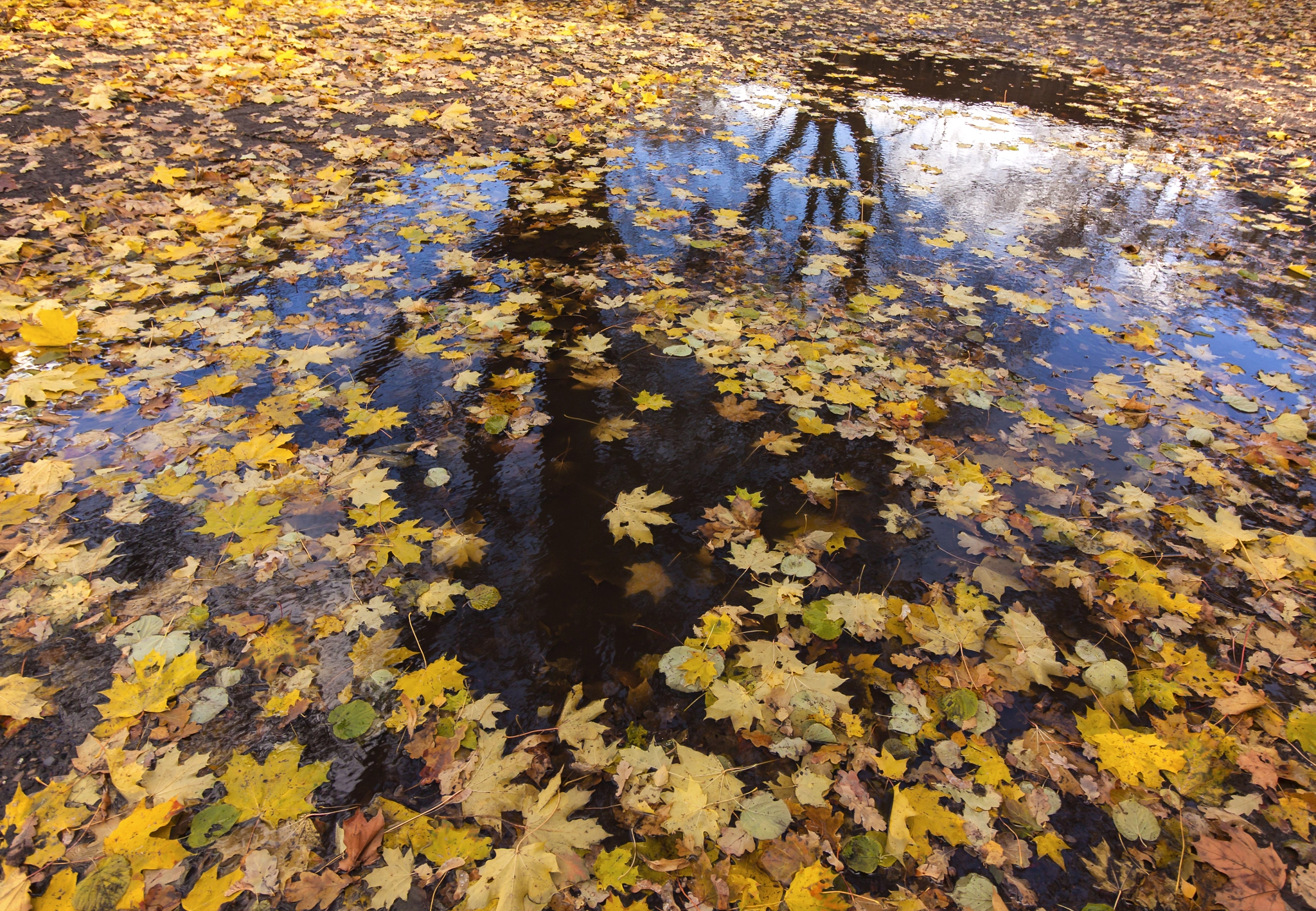 Canon EOS 500D (EOS Rebel T1i / EOS Kiss X3) sample photo. Leaves falling photography