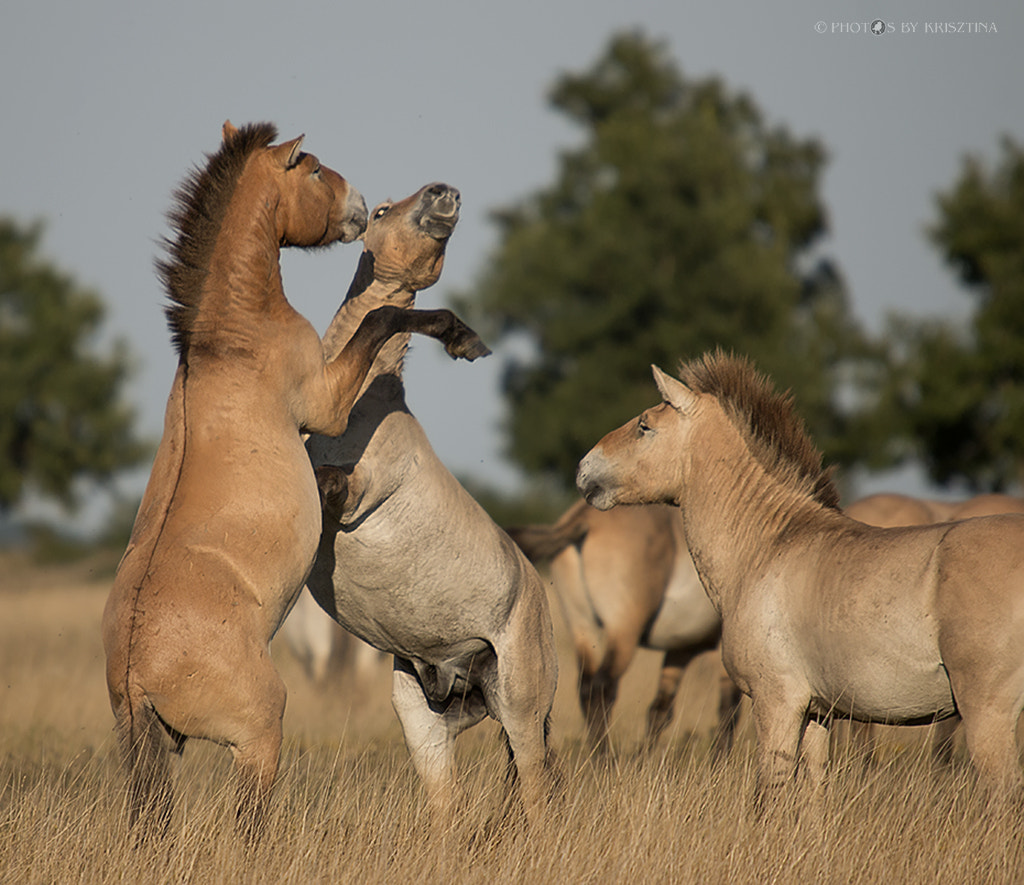 Sigma 50-500mm f/4-6.3 APO HSM EX sample photo. Wild horses photography
