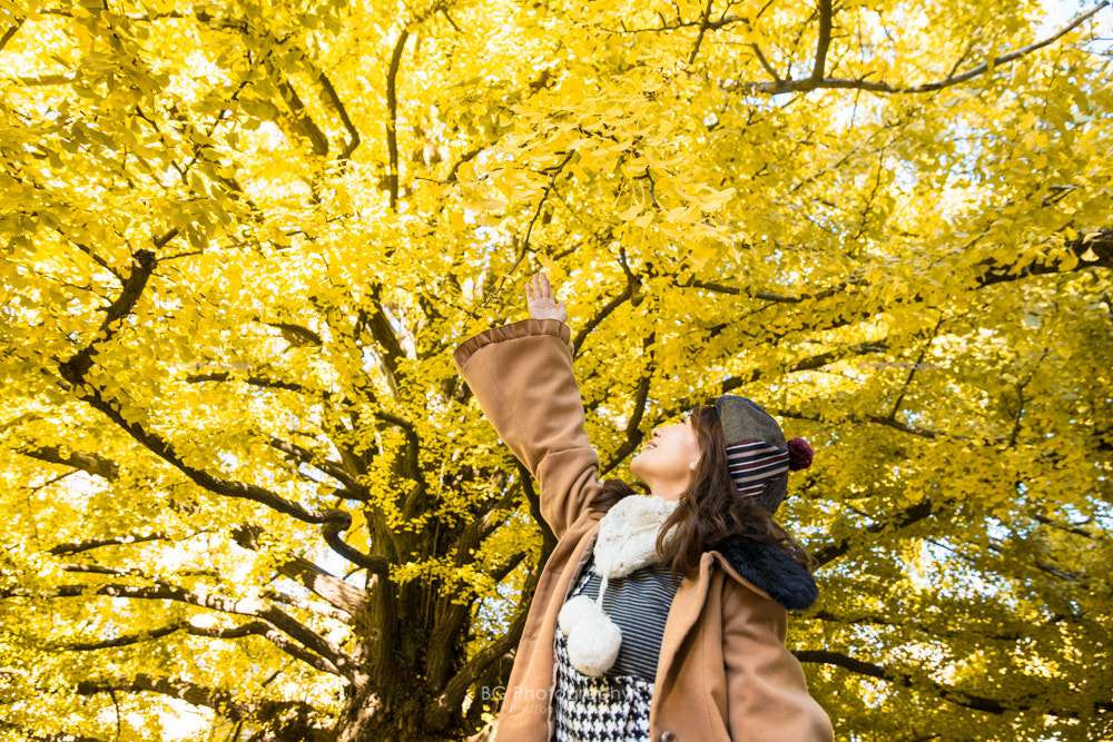 Sony a7 + Canon EF 85mm F1.2L II USM sample photo. イチョウ photography