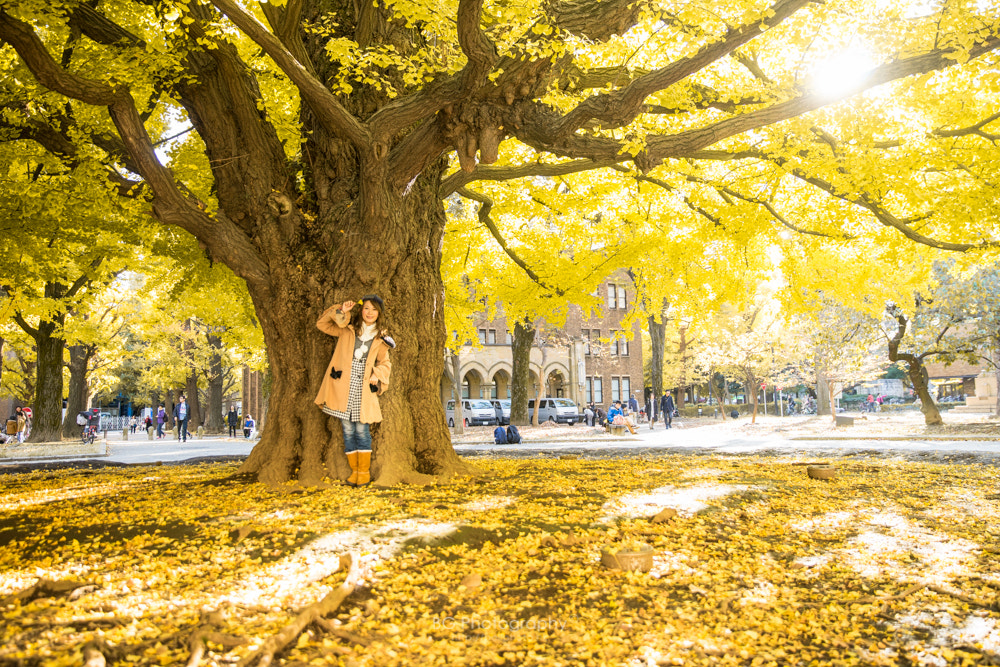 Sony a7 + Canon EF 85mm F1.2L II USM sample photo. イチョウ photography