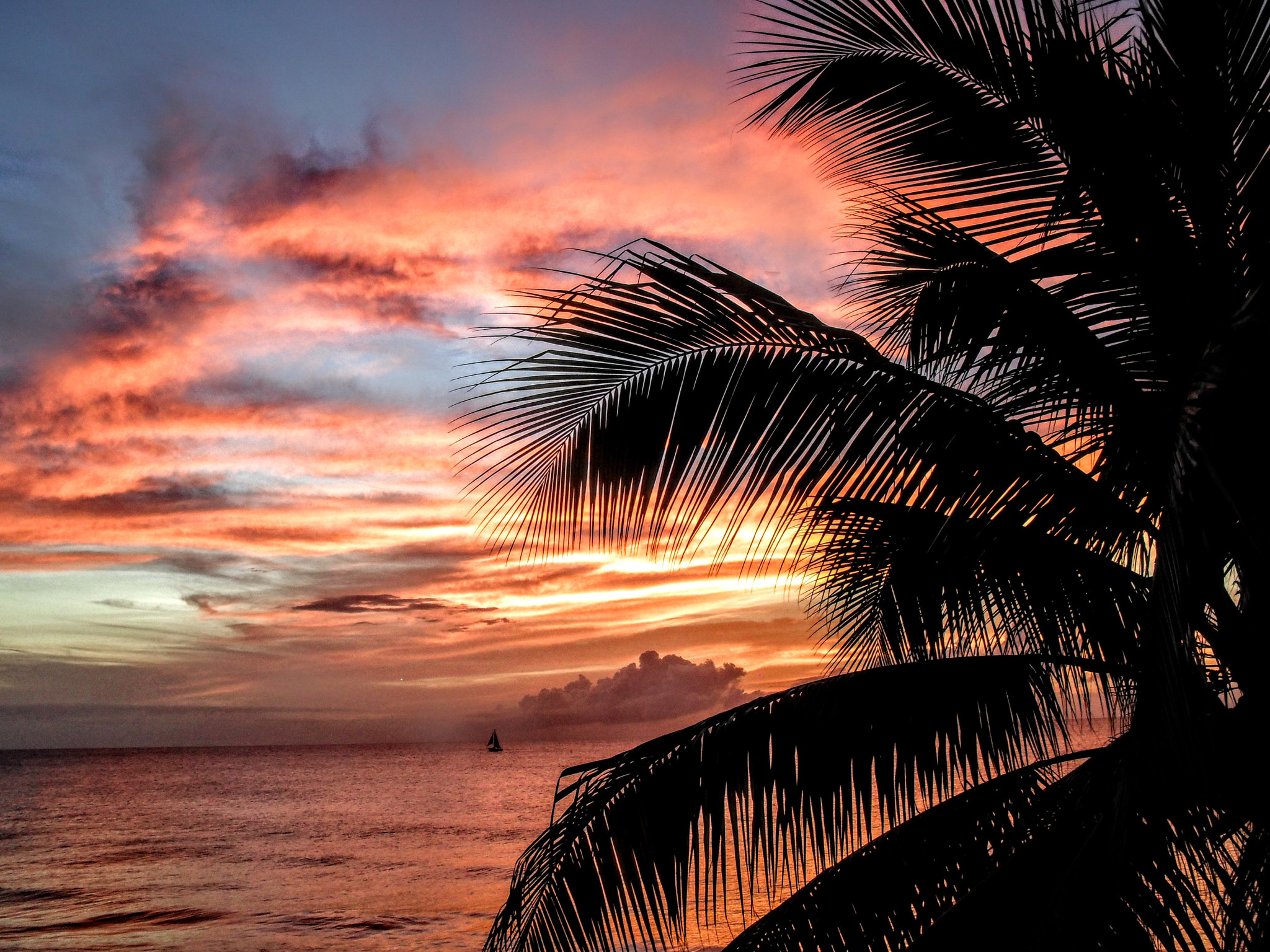 Samsung ES17 / VLUU ES17 /  SL40 /  ES19 sample photo. Sunset palm. photography