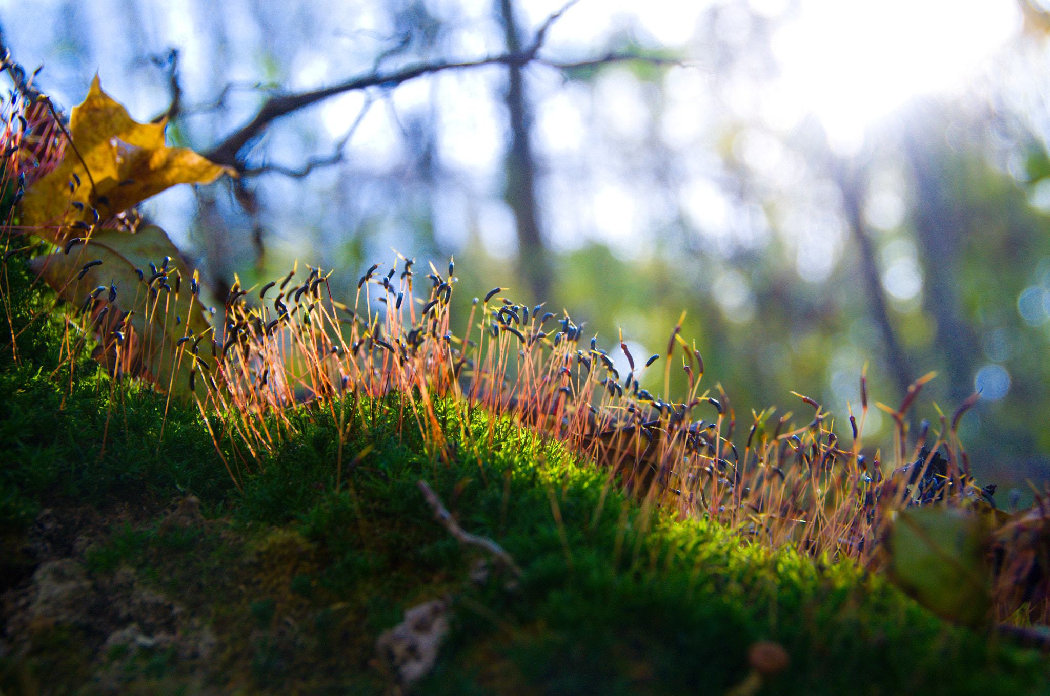 Nikon D3100 + Sigma 18-250mm F3.5-6.3 DC OS HSM sample photo. Moss photography