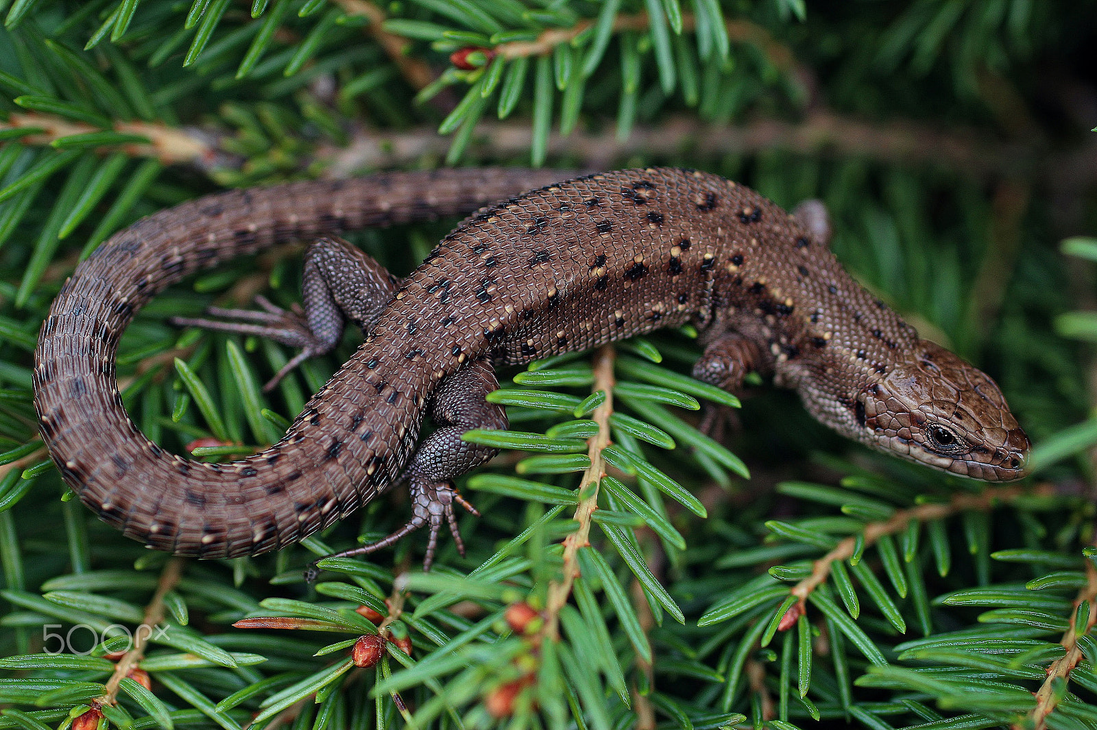 Sigma 50mm F1.4 EX DG HSM sample photo. Lizard photography
