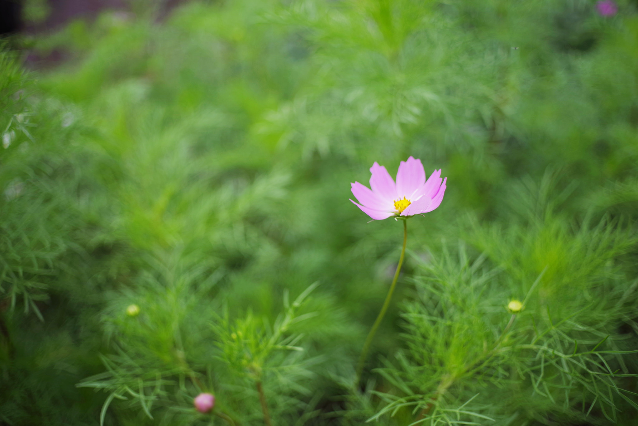 Pentax K-1 sample photo. Color photography