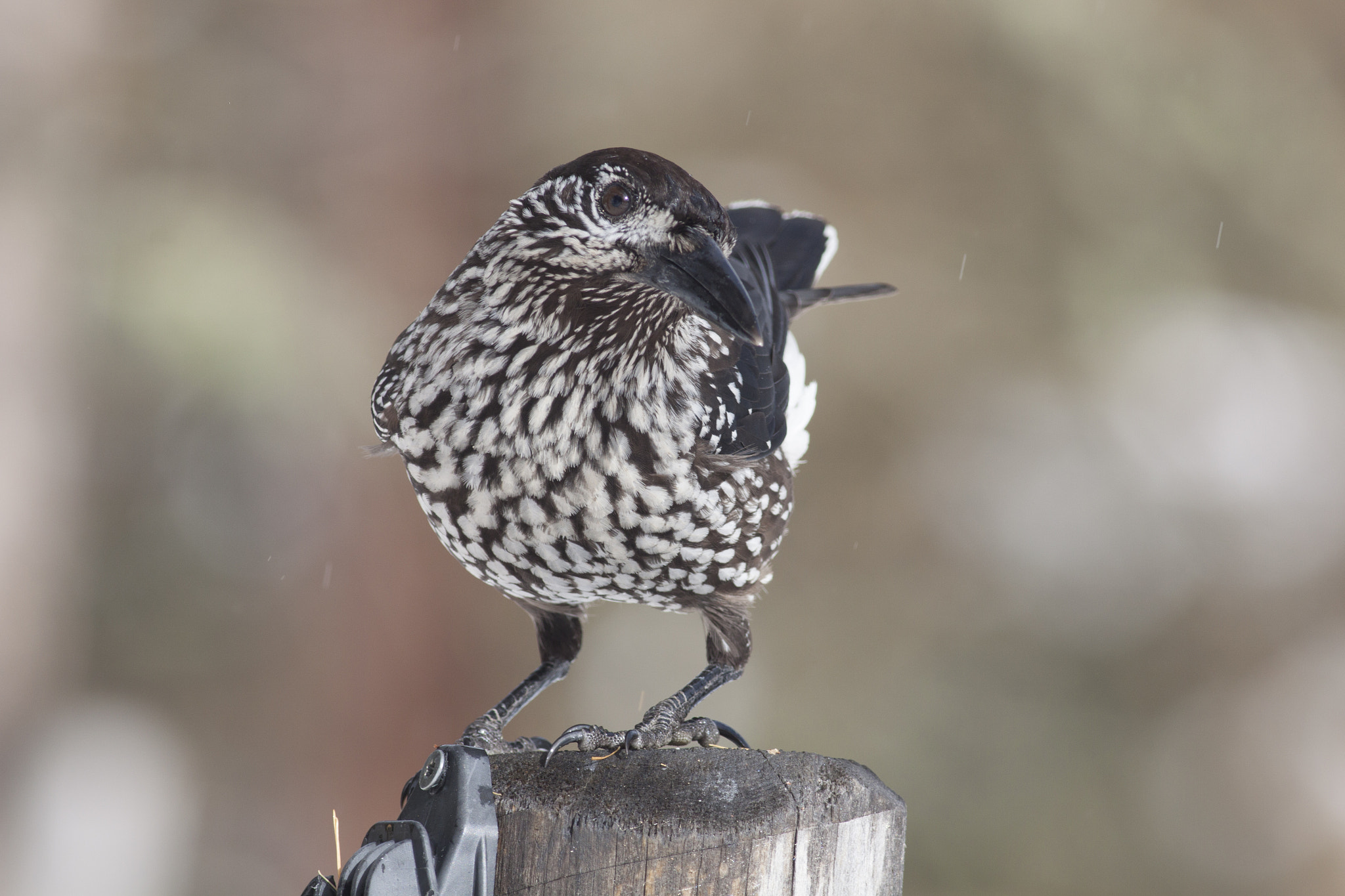 Canon EOS 50D + Canon EF 400mm F5.6L USM sample photo. Bird photography