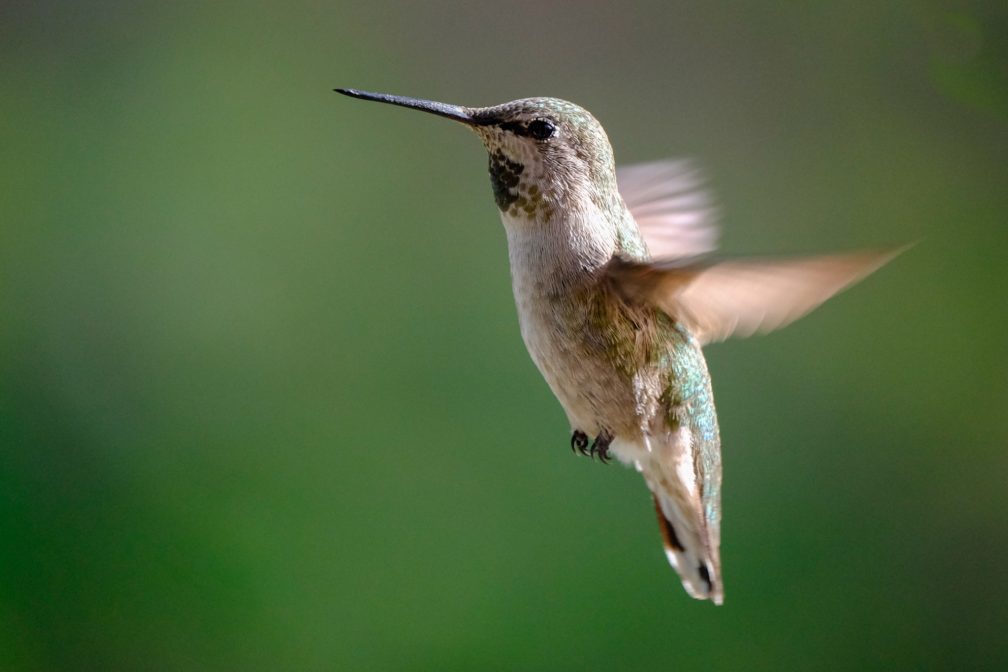 Fujifilm XF 100-400mm F4.5-5.6 R LM OIS WR sample photo. Anna's hummingbird photography