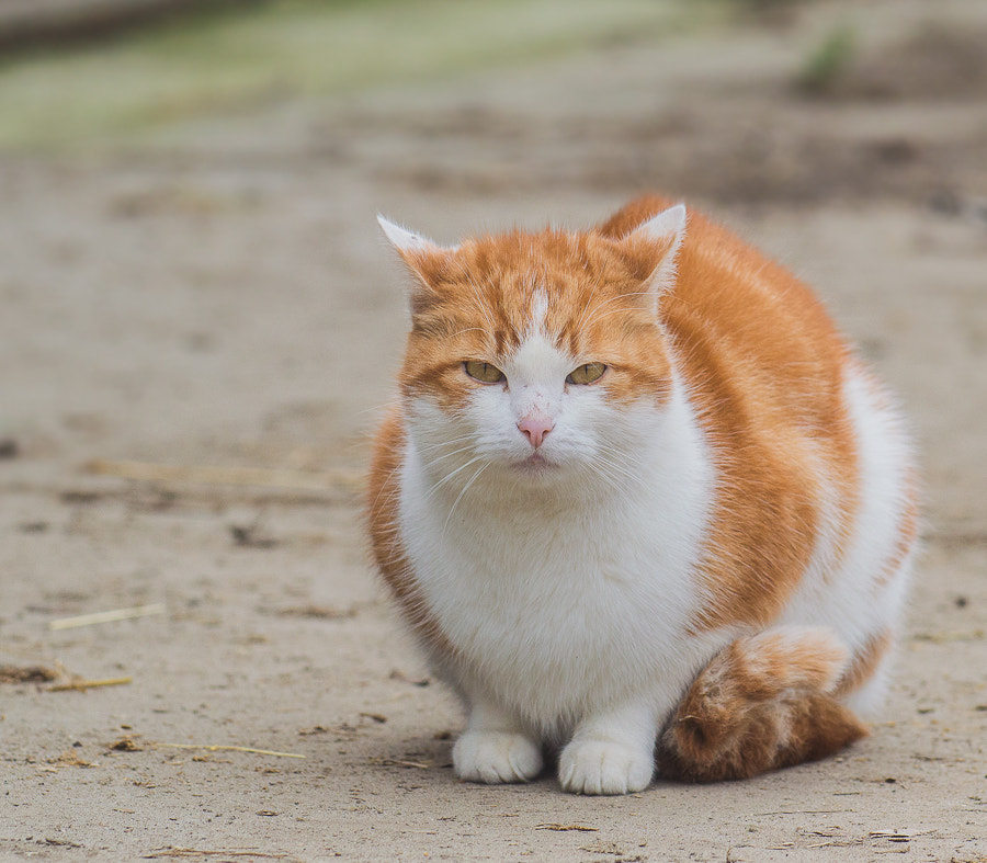 Nikon AF-S Nikkor 70-200mm F4G ED VR sample photo. Poes update photography