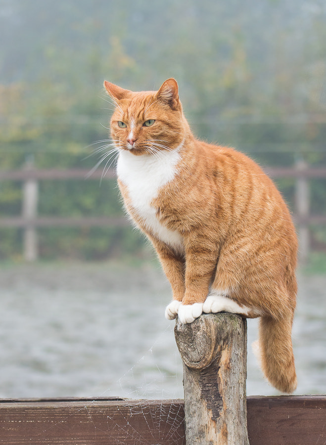 Nikon AF-S Nikkor 70-200mm F4G ED VR sample photo. Kat manege photography