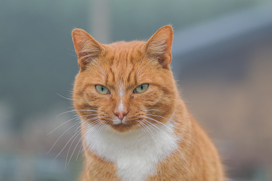 Nikon AF-S Nikkor 70-200mm F4G ED VR sample photo. 20161023_1.jpg photography