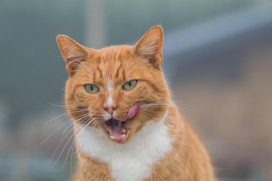 Nikon AF-S Nikkor 70-200mm F4G ED VR sample photo. 20161023_4.jpg photography
