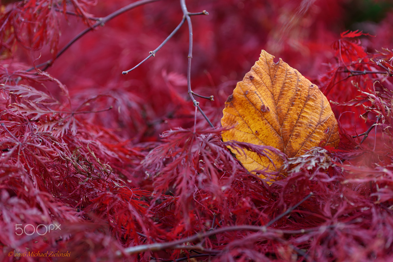 Nikon D810 + Nikon AF Micro-Nikkor 200mm F4D ED-IF sample photo. Herbstfarben /autumn colors photography