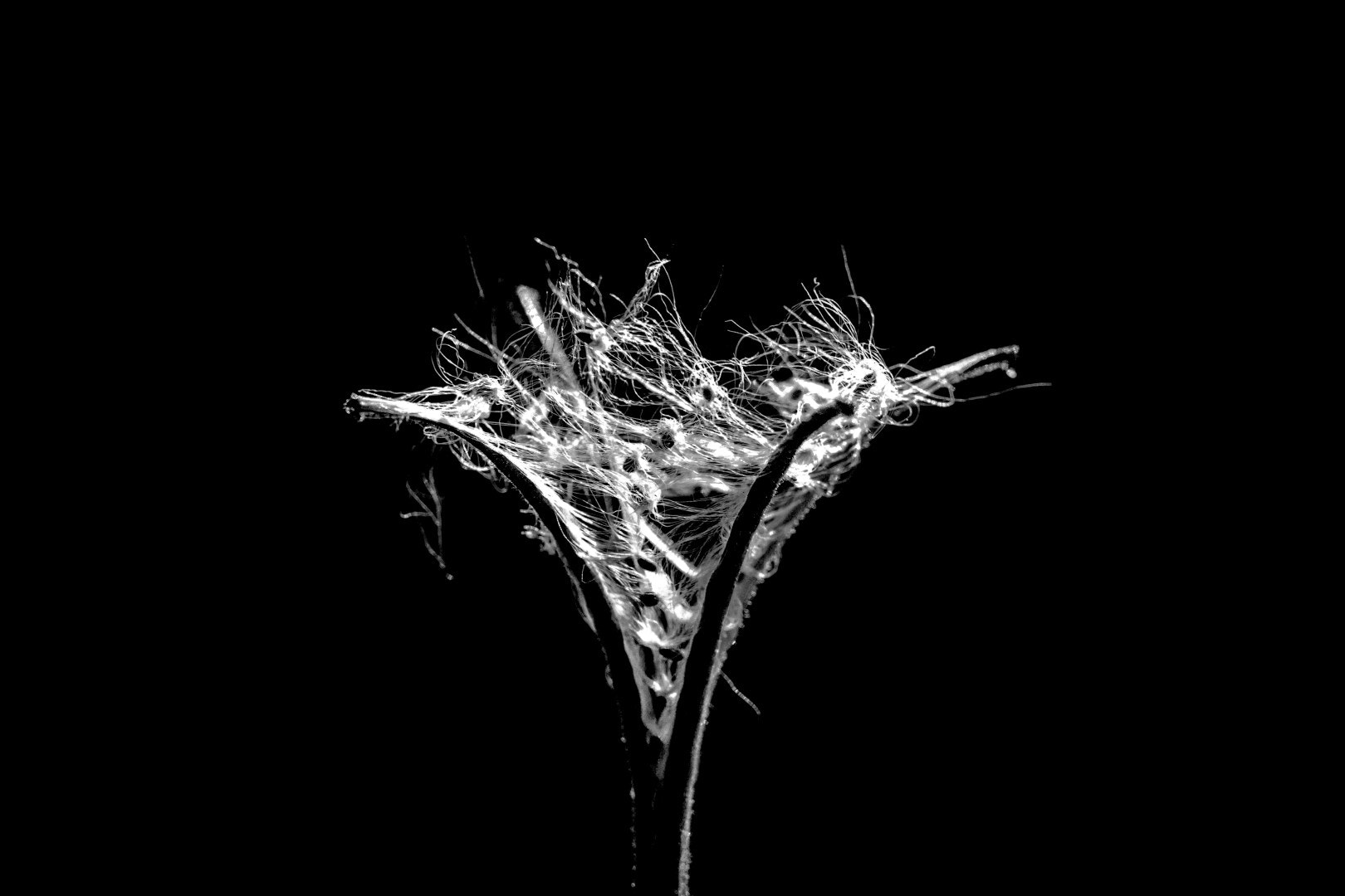 Canon EF 100mm F2.8L Macro IS USM sample photo. Seeds photography