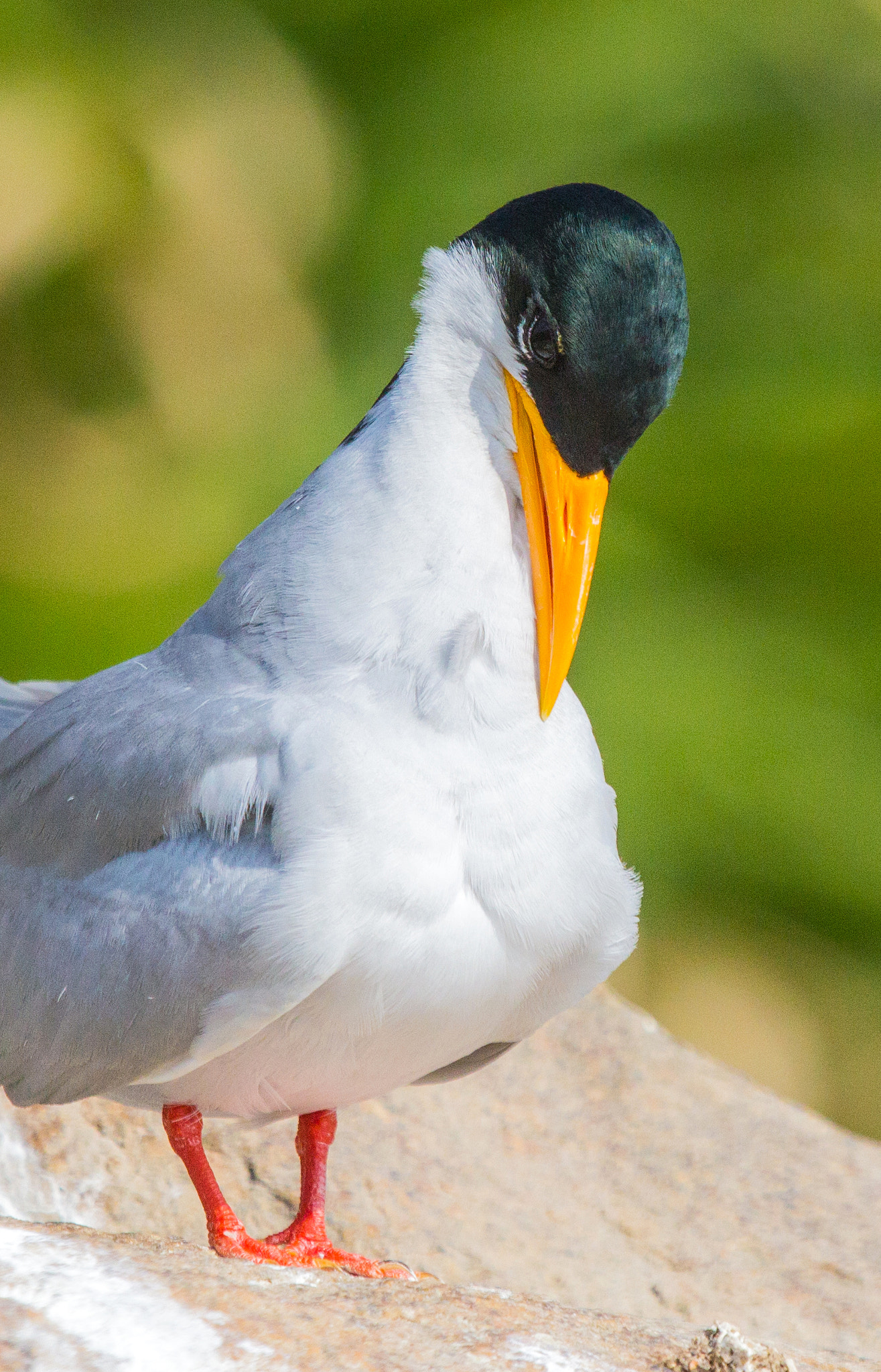 Canon EF 100-400mm F4.5-5.6L IS USM sample photo. River tern. photography