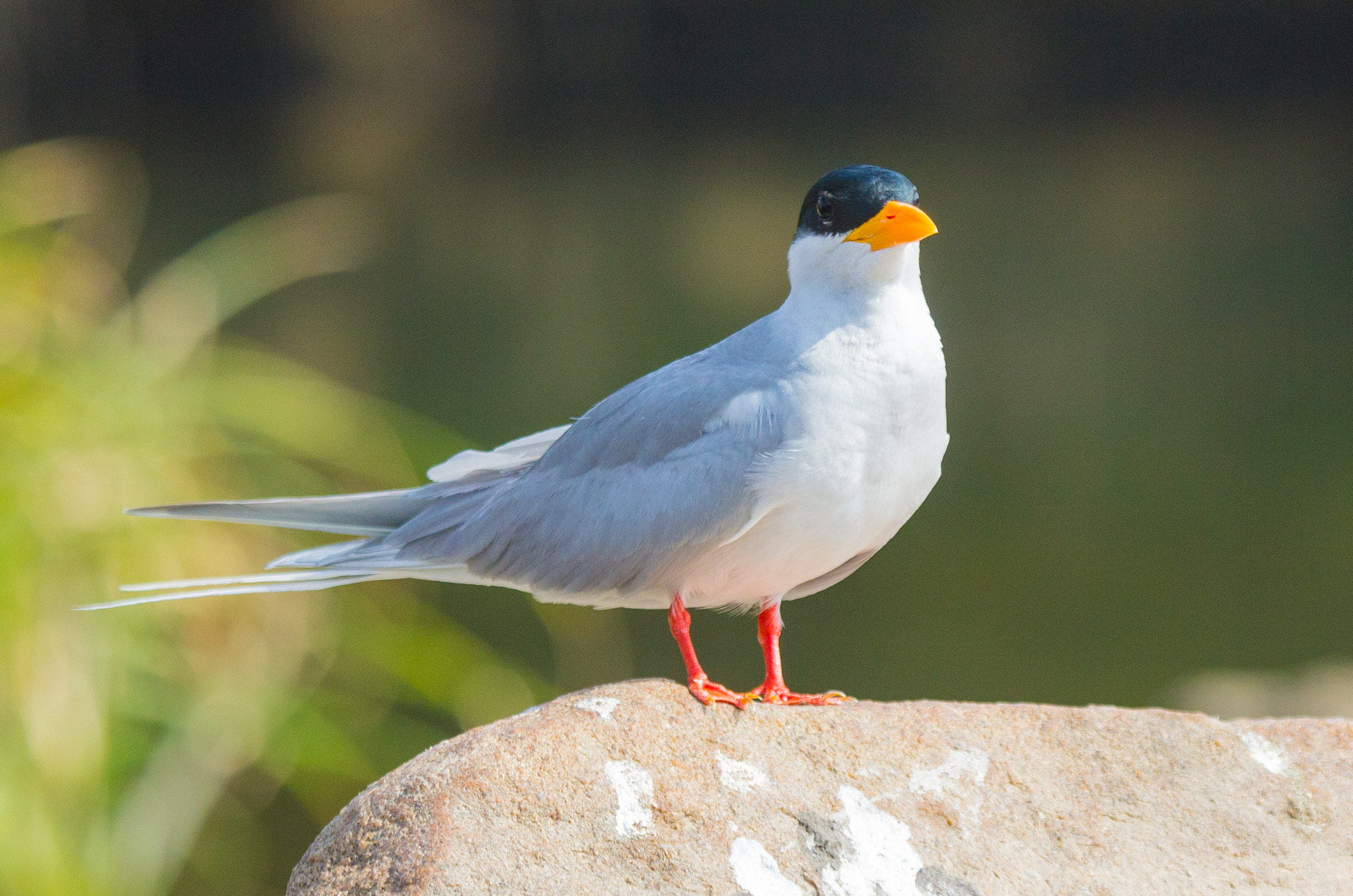 Canon EF 100-400mm F4.5-5.6L IS USM sample photo. River tern. photography
