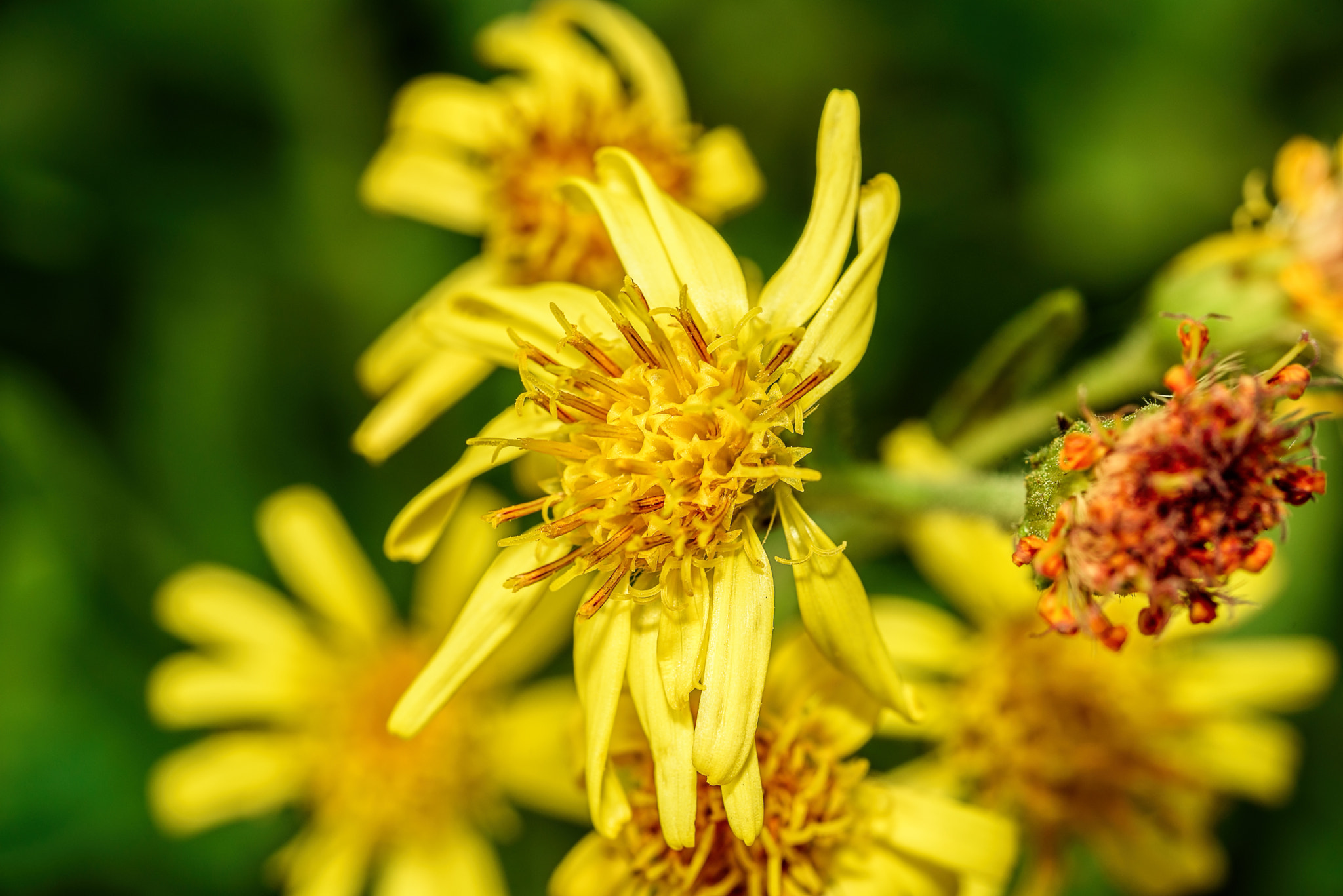 Tamron SP AF 90mm F2.8 Di Macro sample photo. Beauties of nature photography