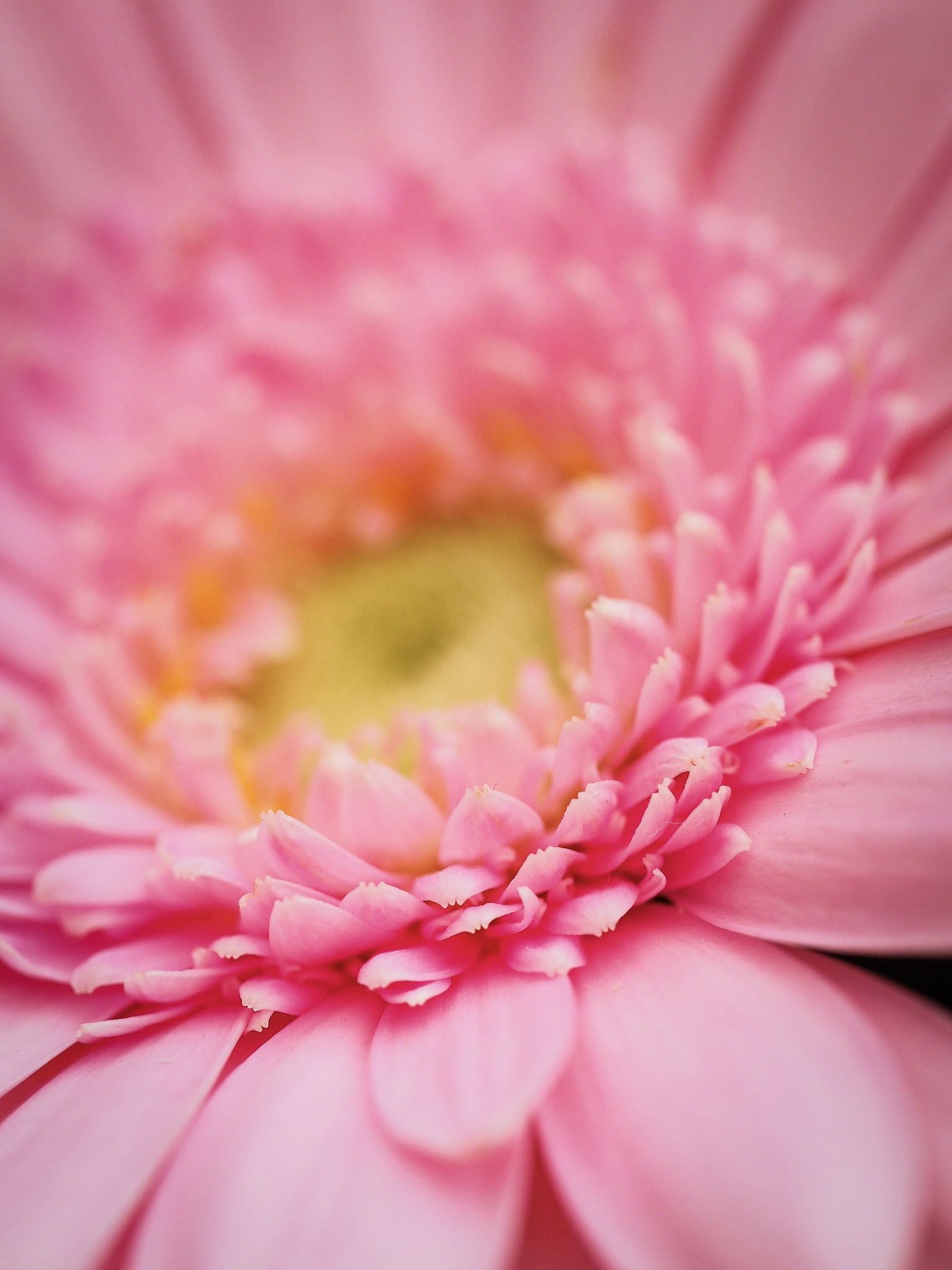 Olympus M.Zuiko Digital ED 60mm F2.8 Macro sample photo. Delicate photography