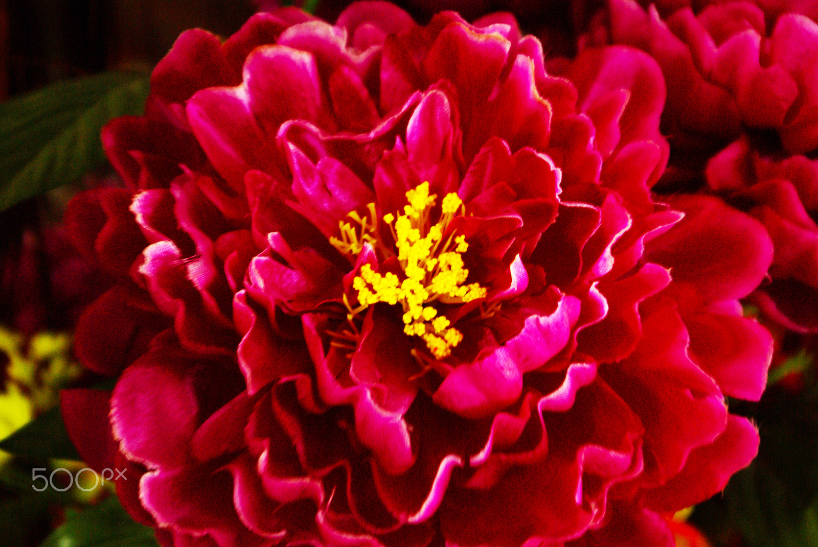 Samsung GX-10 sample photo. Deep red flowers photography