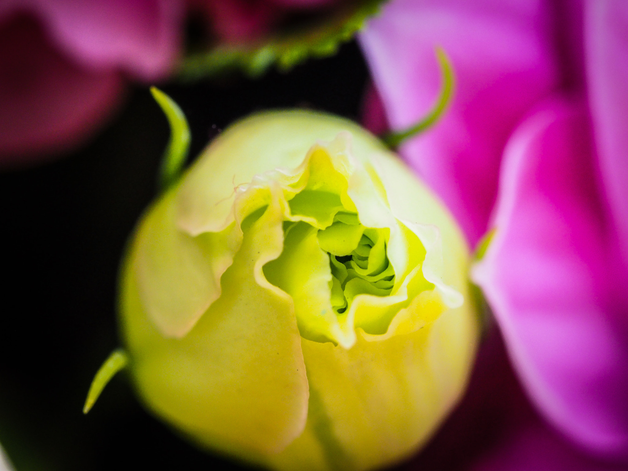 Olympus M.Zuiko Digital ED 60mm F2.8 Macro sample photo. Little shop of horrors photography