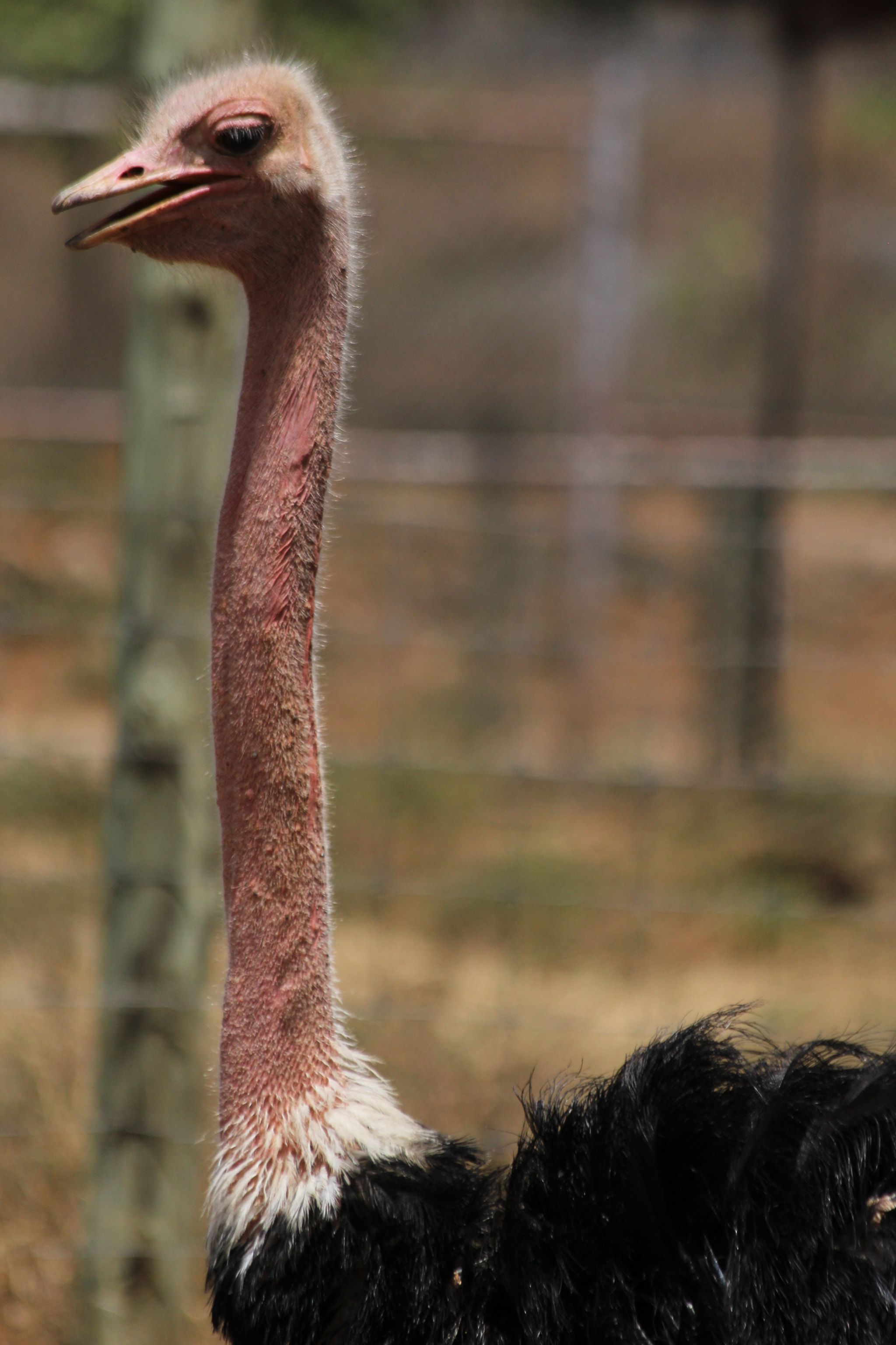 Canon EF 70-300mm F4-5.6 IS USM sample photo