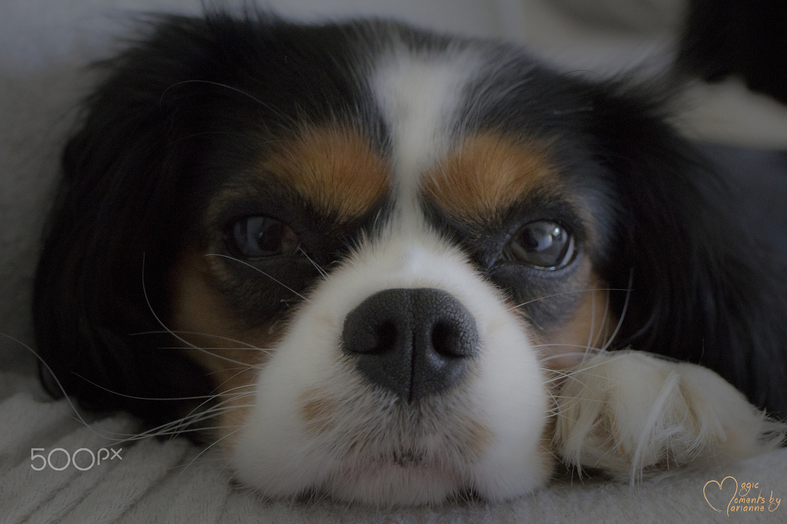 Canon EOS 1200D (EOS Rebel T5 / EOS Kiss X70 / EOS Hi) + Tamron SP 35mm F1.8 Di VC USD sample photo. My dog miley in a saturday mood photography