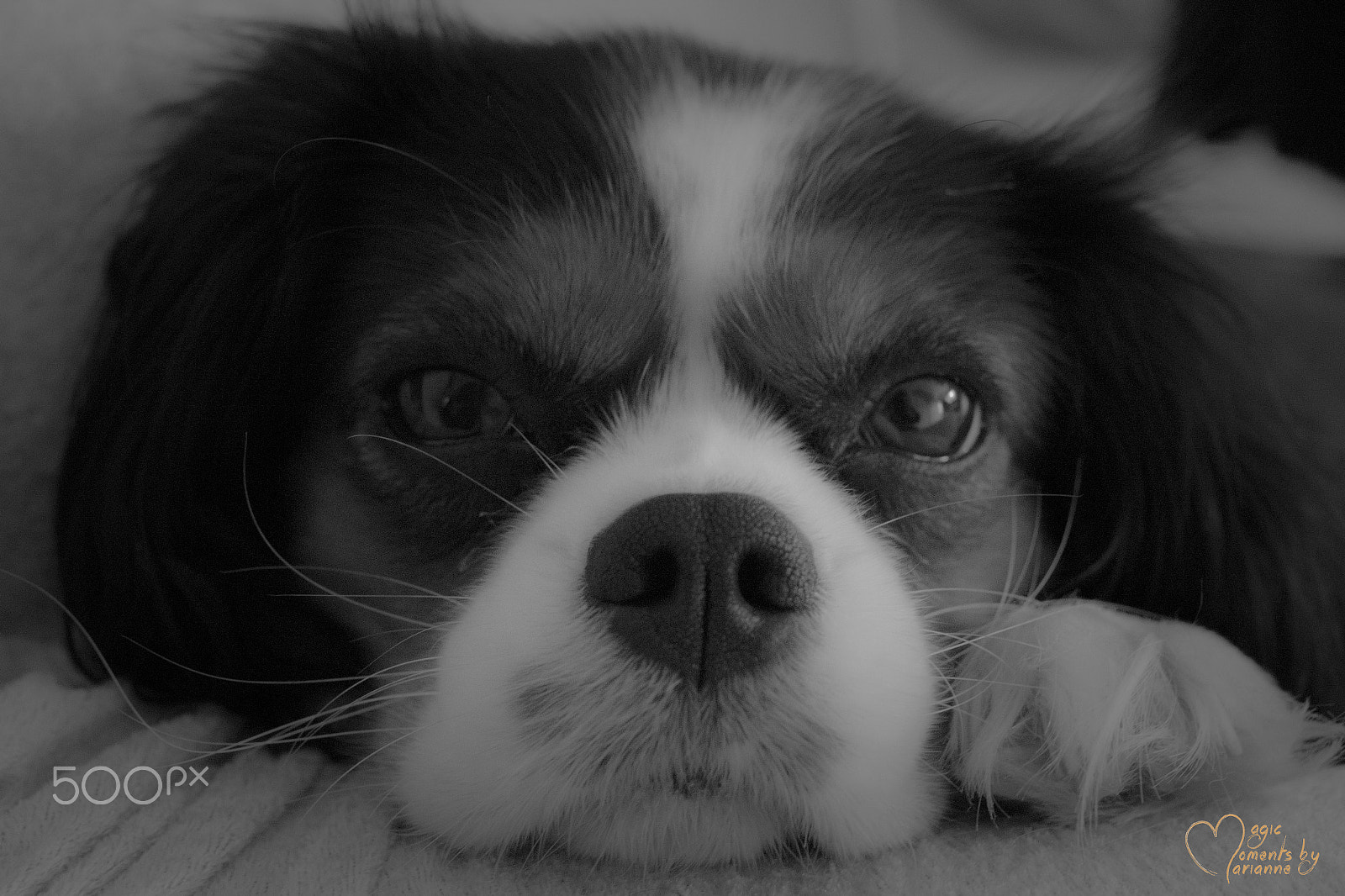 Canon EOS 1200D (EOS Rebel T5 / EOS Kiss X70 / EOS Hi) + Tamron SP 35mm F1.8 Di VC USD sample photo. My dog miley in a saturday mood photography