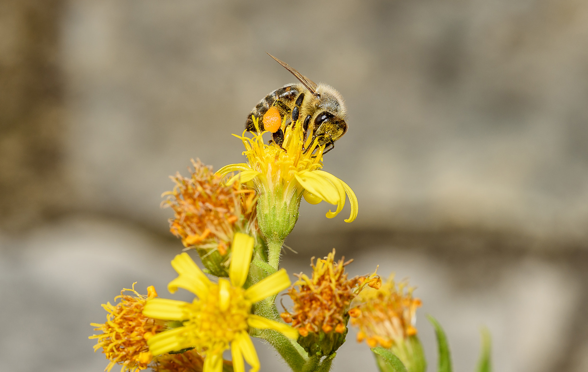 Tamron SP AF 90mm F2.8 Di Macro sample photo. Hungry bee photography