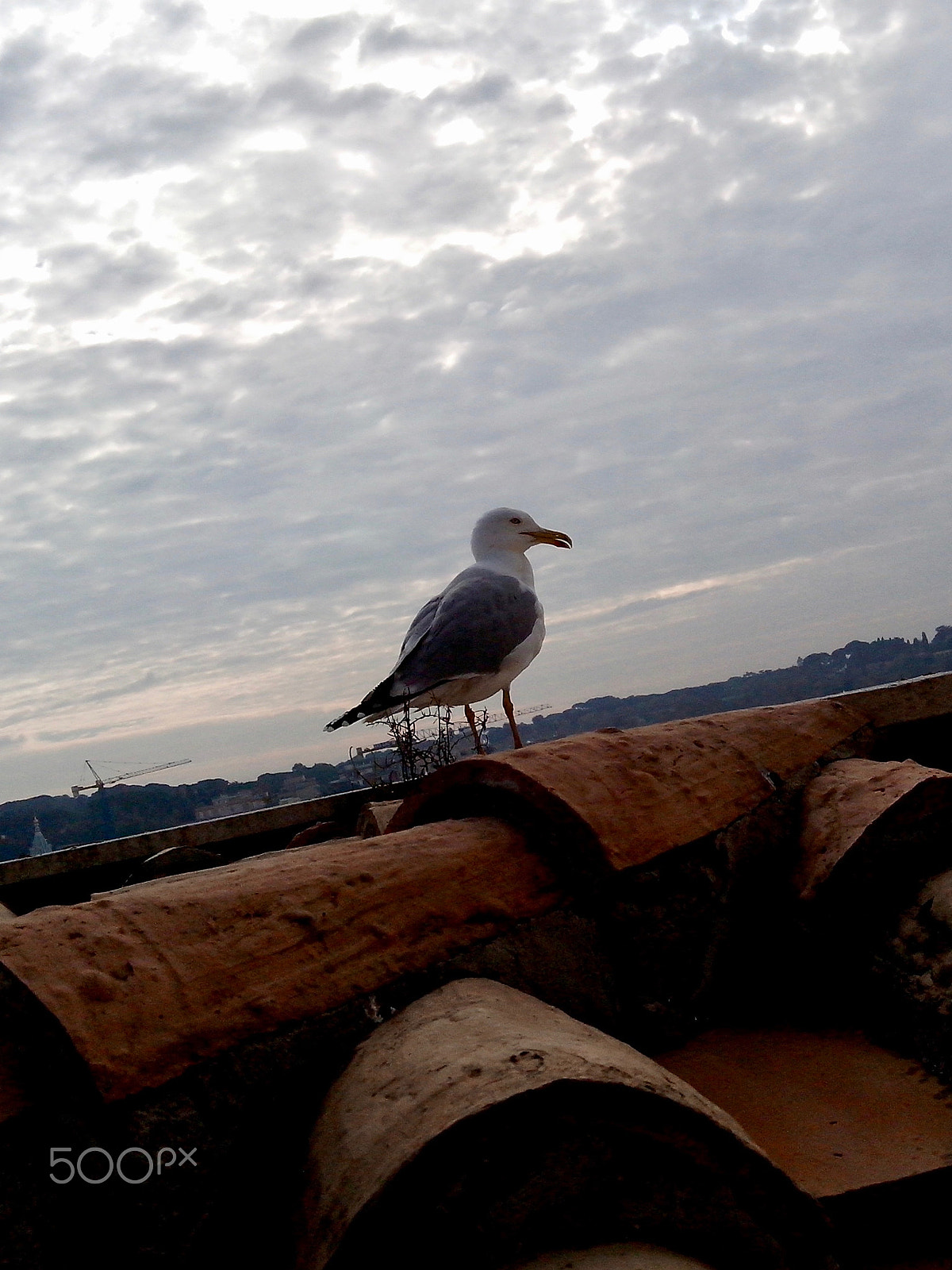 Motorola RAZR D3 sample photo. Bird photography