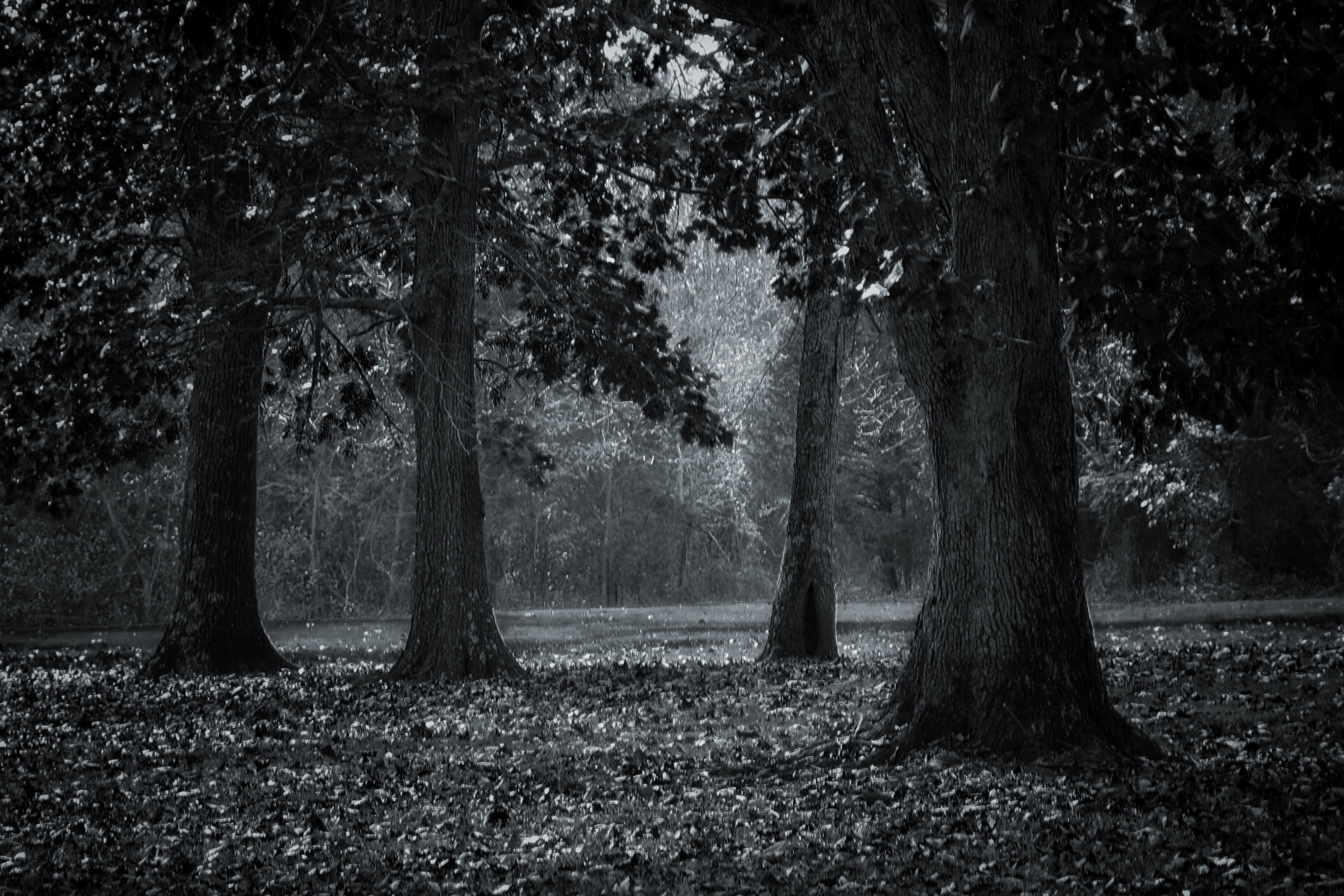 Tamron AF 28-200mm F3.8-5.6 XR Di Aspherical (IF) Macro sample photo. Grounds at ritter springs park photography
