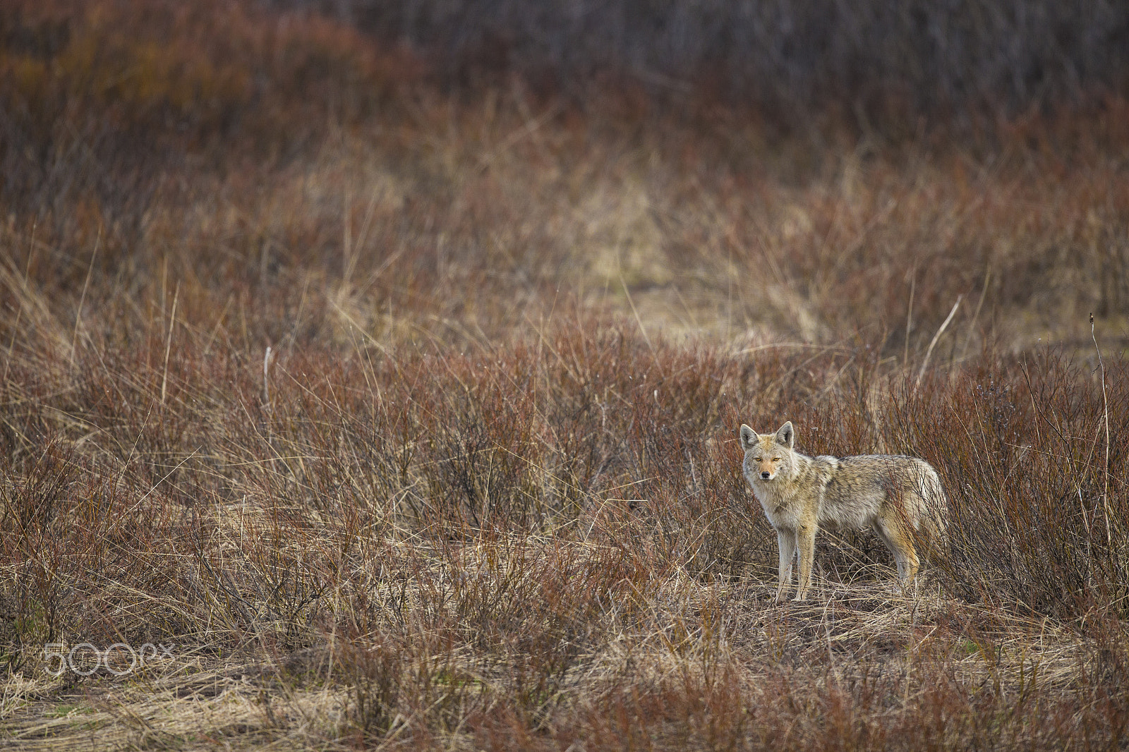 Canon EF 600mm F4L IS II USM sample photo. Coyote photography