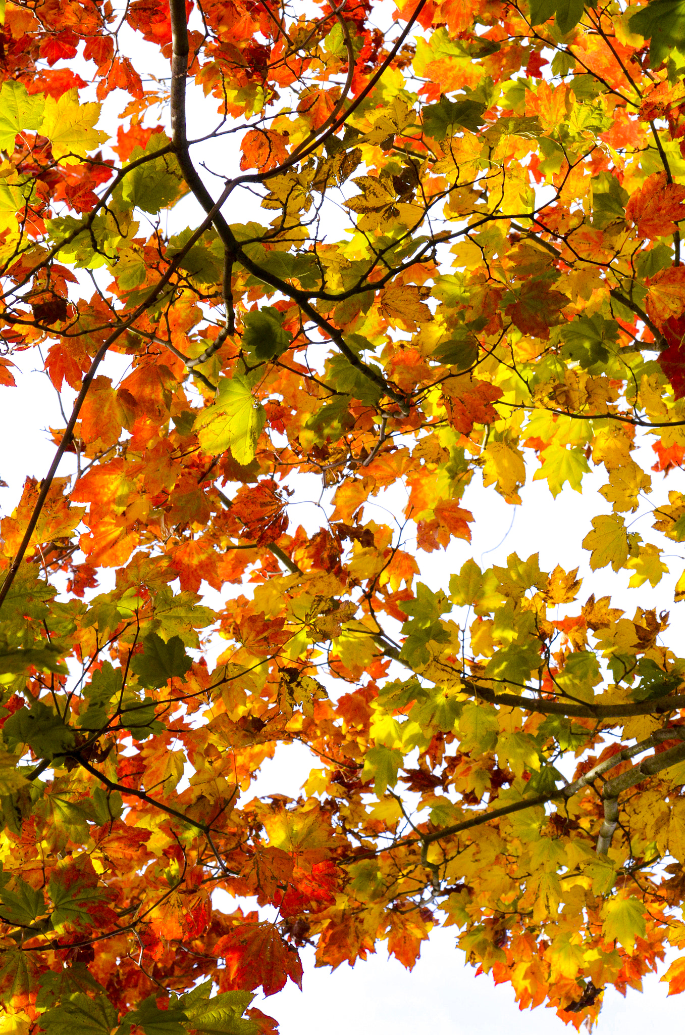 Nikon D7000 + Nikon AF Micro-Nikkor 60mm F2.8D sample photo. Autumn color iii photography