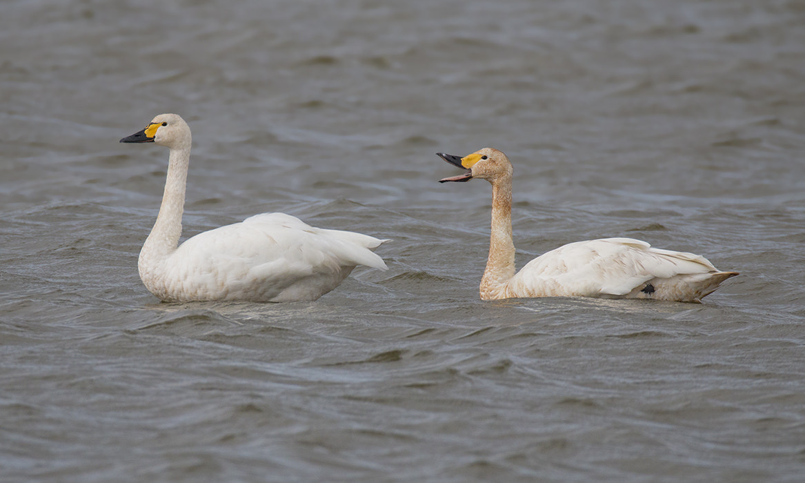 150-600mm F5-6.3 DG OS HSM | Sports 014 sample photo. Kleine zwanen / bewick's swans photography