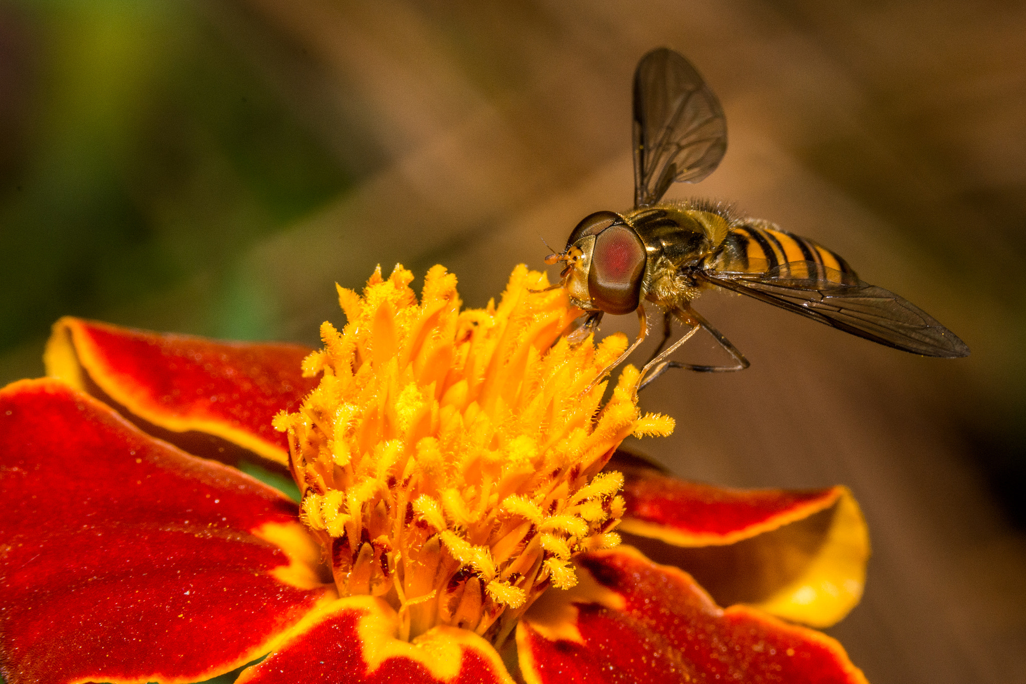 Nikon D7100 + Sigma 70-200mm F2.8 EX DG OS HSM sample photo. Pollination photography