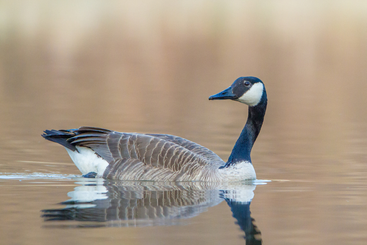 Canon EF 200-400mm F4L IS USM Extender 1.4x sample photo. Canada goose photography