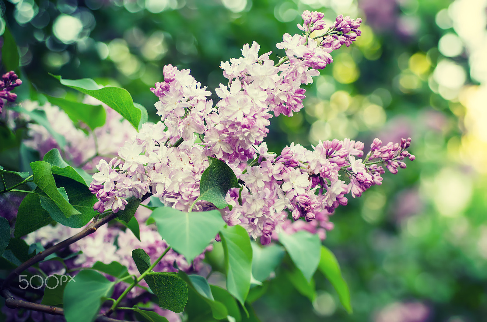 Nikon D7000 + Nikon AF Micro-Nikkor 60mm F2.8D sample photo. Spring lilac flowers photography